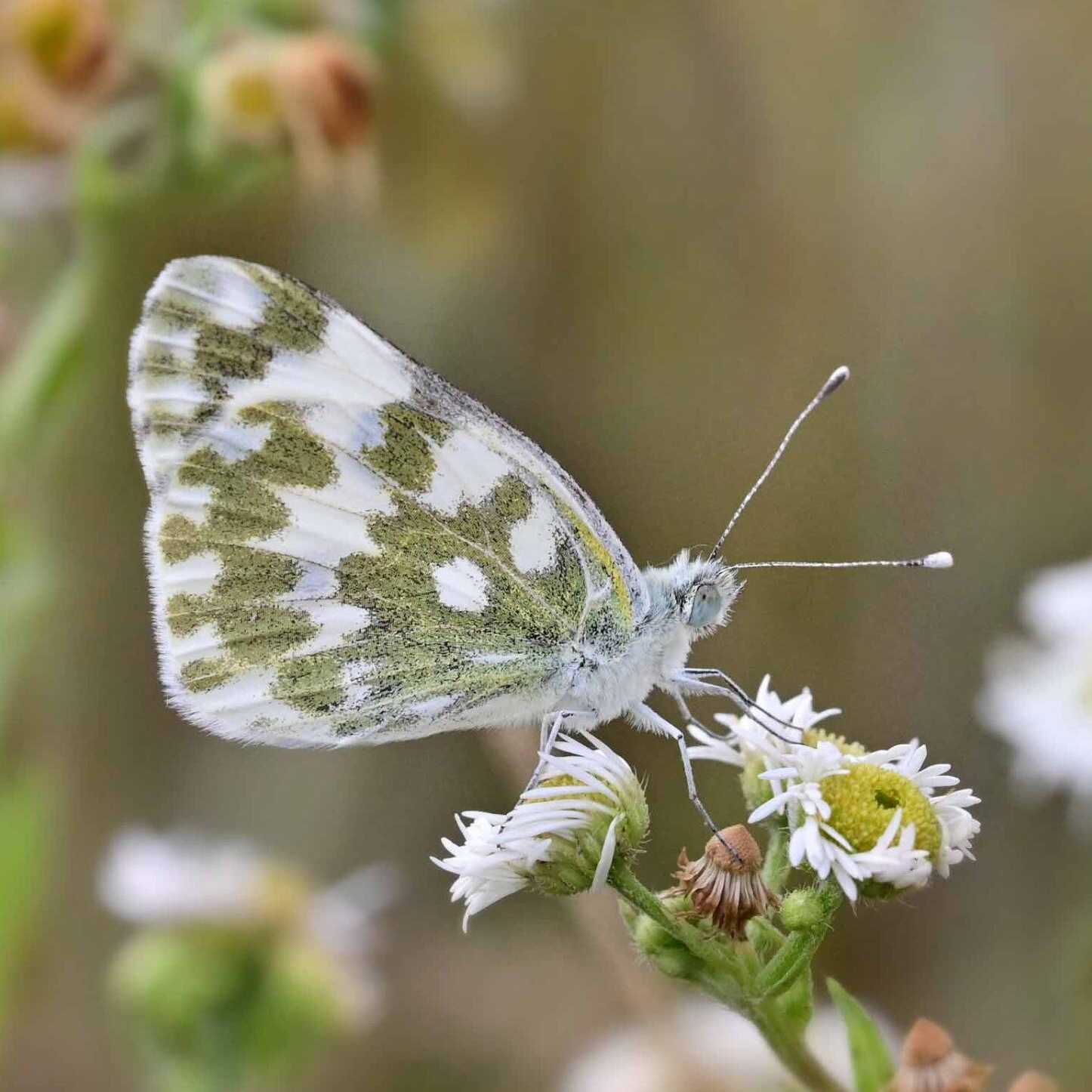 wir flattern auf heimische nachtfalter tagfalter raupen nahrungspflanzen österreich petra urbanek inge biller sabine gasparitz wirflatternauf bugs-team