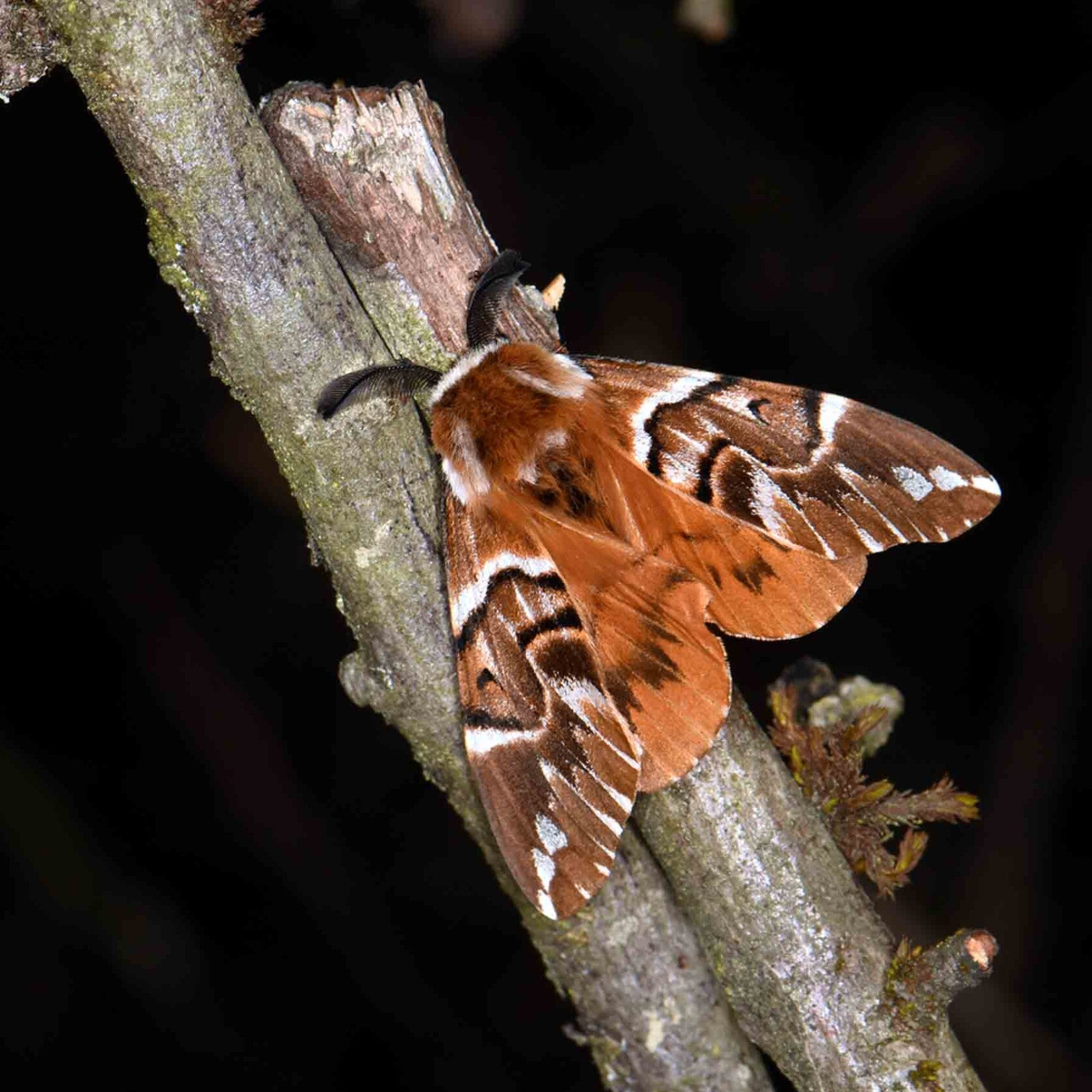 Birkenspinner Endromis versicolora wir flattern auf heimische nachtfalter tagfalter raupen nahrungspflanzen österreich petra urbanek inge biller sabine gasparitz wirflatternauf bugs-team