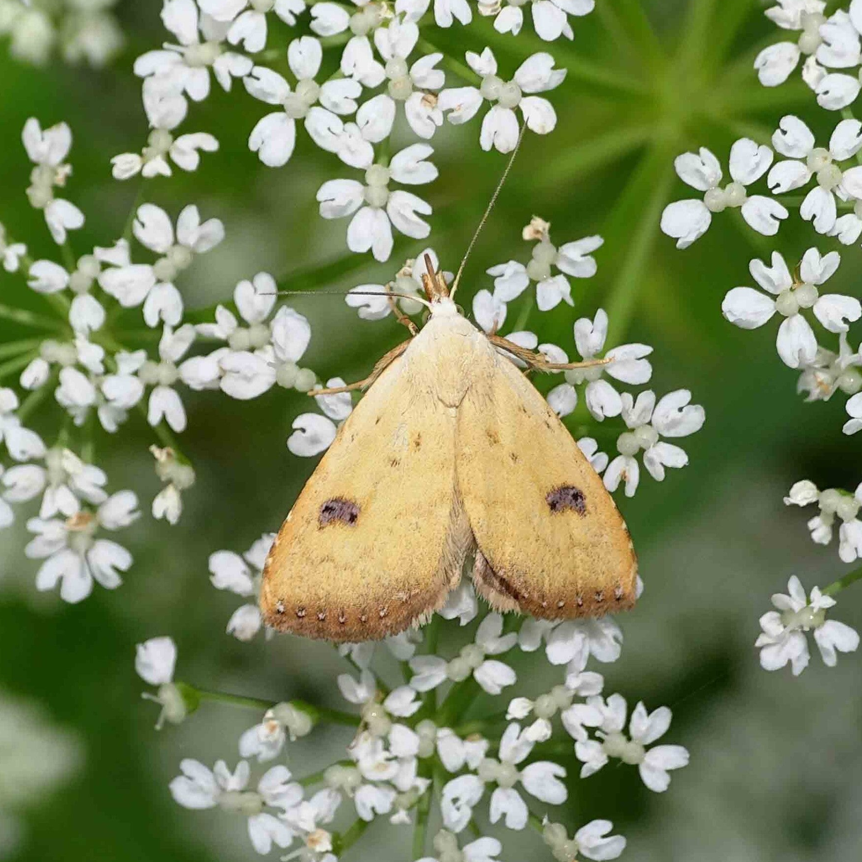 wir flattern auf heimische nachtfalter tagfalter raupen nahrungspflanzen österreich petra urbanek inge biller sabine gasparitz wirflatternauf bugs-team