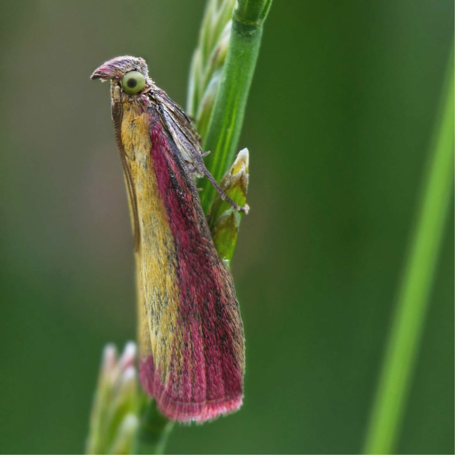 Zünsler Pyralidae wir flattern auf heimische nachtfalter tagfalter raupen nahrungspflanzen österreich petra urbanek inge biller sabine gasparitz wirflatternauf bugs-team