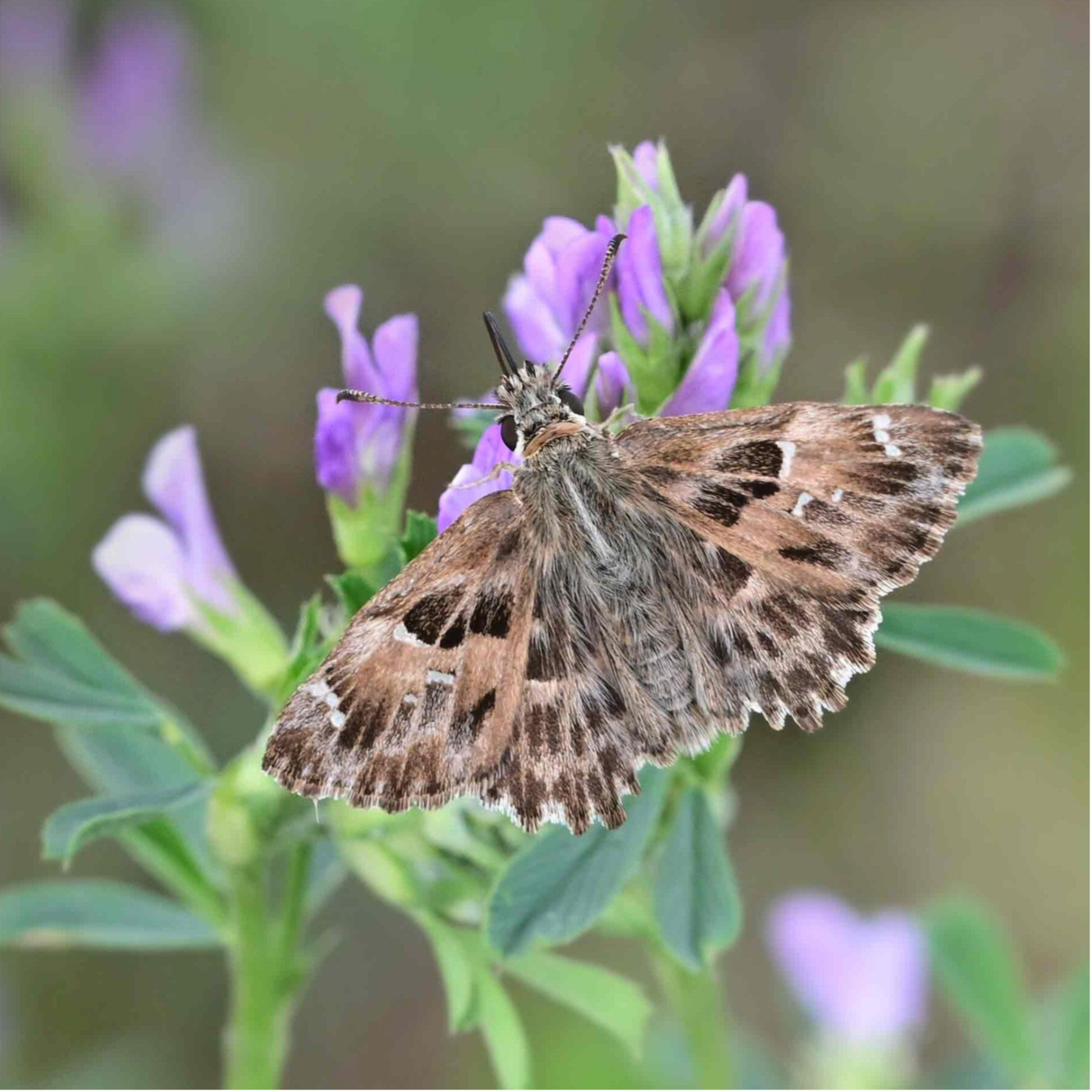 wir flattern auf heimische nachtfalter tagfalter raupen nahrungspflanzen österreich petra urbanek inge biller sabine gasparitz wirflatternauf bugs-team