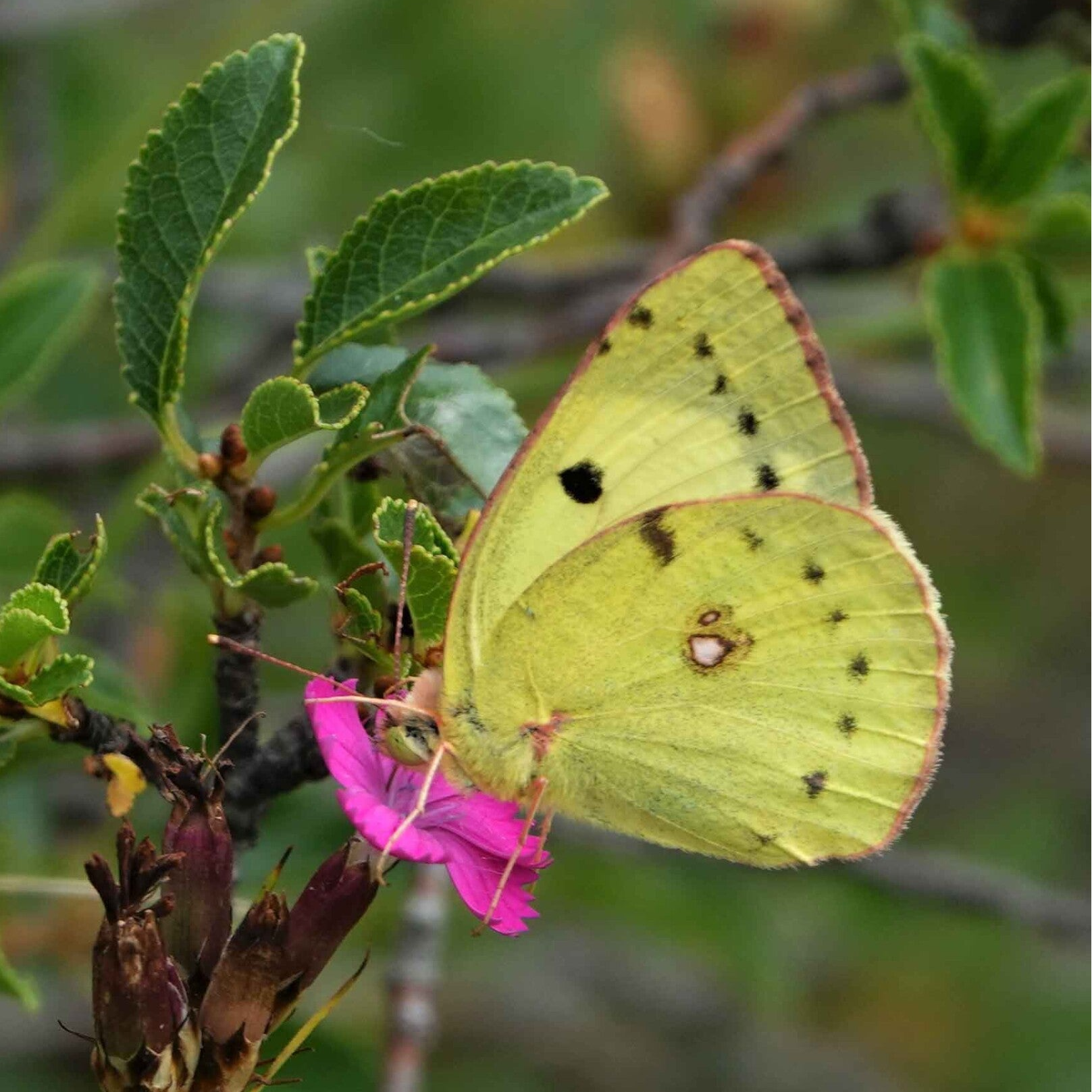 wir flattern auf heimische nachtfalter tagfalter raupen nahrungspflanzen österreich petra urbanek inge biller sabine gasparitz wirflatternauf bugs-team
