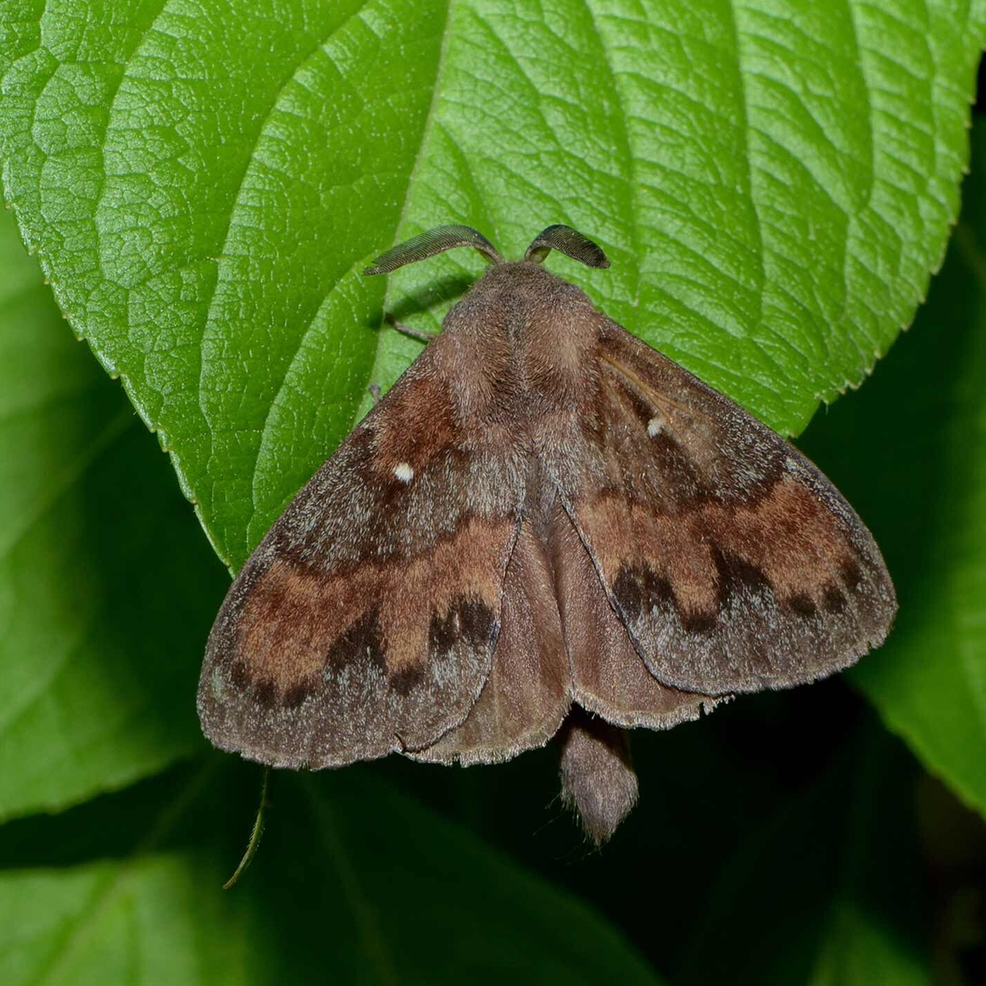 wir flattern auf heimische nachtfalter tagfalter raupen nahrungspflanzen österreich petra urbanek inge biller sabine gasparitz wirflatternauf bugs-team