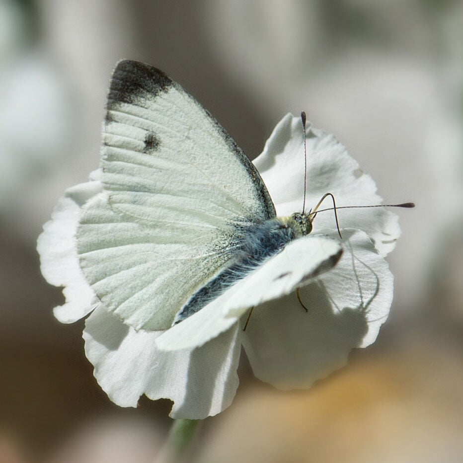wir flattern auf heimische nachtfalter tagfalter raupen nahrungspflanzen österreich petra urbanek inge biller sabine gasparitz wirflatternauf bugs-team