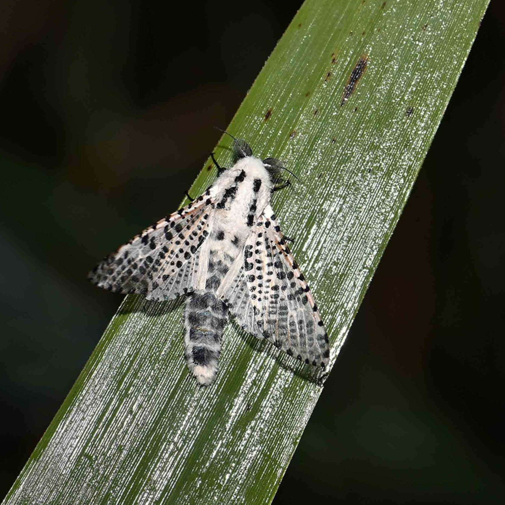 wir flattern auf heimische nachtfalter tagfalter raupen nahrungspflanzen österreich petra urbanek inge biller sabine gasparitz wirflatternauf bugs-team