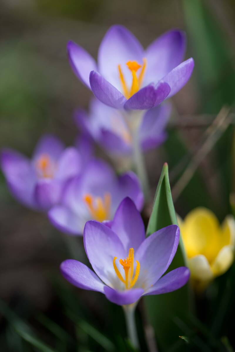 Krokus / Park