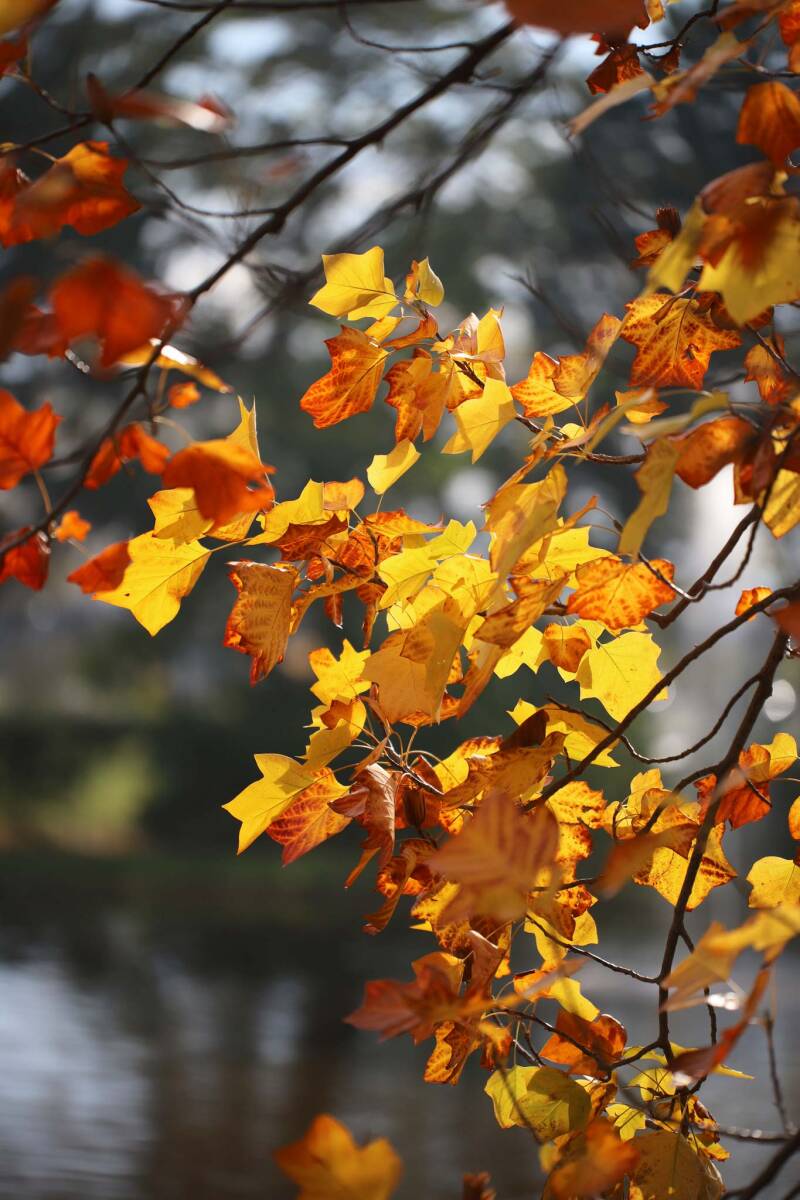 Herbstblätter / Park