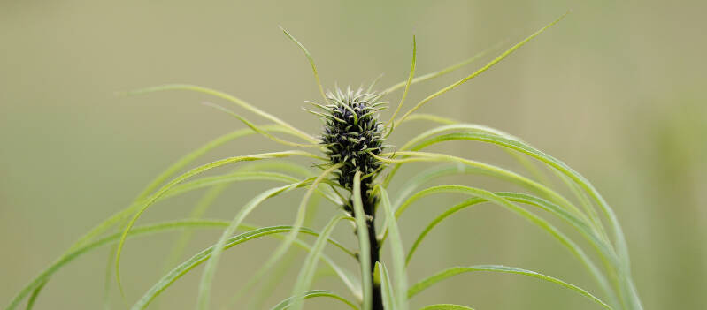? / Botanischer Garten