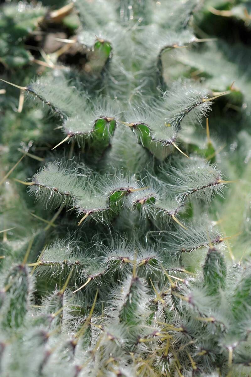 Distel