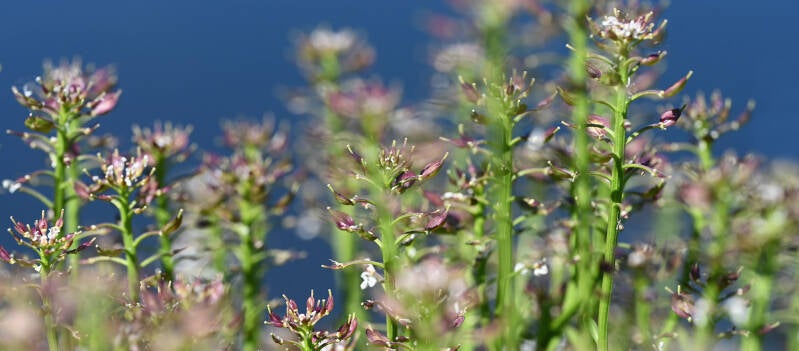 Hirtentäschel