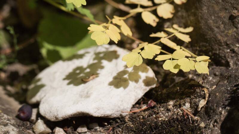 Herbstliches