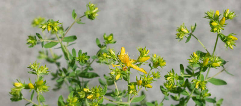 wir flattern auf heimische nachtfalter tagfalter raupen nahrungspflanzen österreich petra urbanek inge biller sabine gasparitz wirflatternauf bugs-team