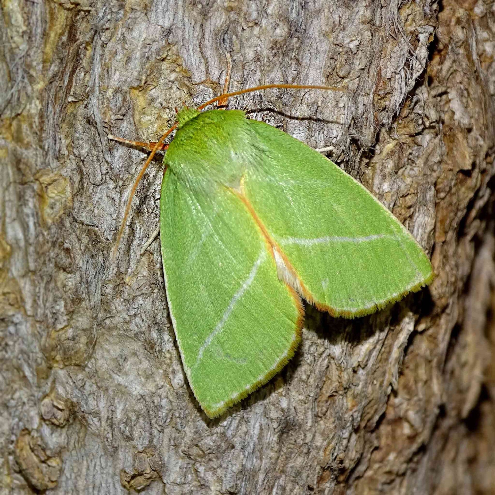 wir flattern auf heimische nachtfalter tagfalter raupen nahrungspflanzen österreich petra urbanek inge biller sabine gasparitz wirflatternauf bugs-team