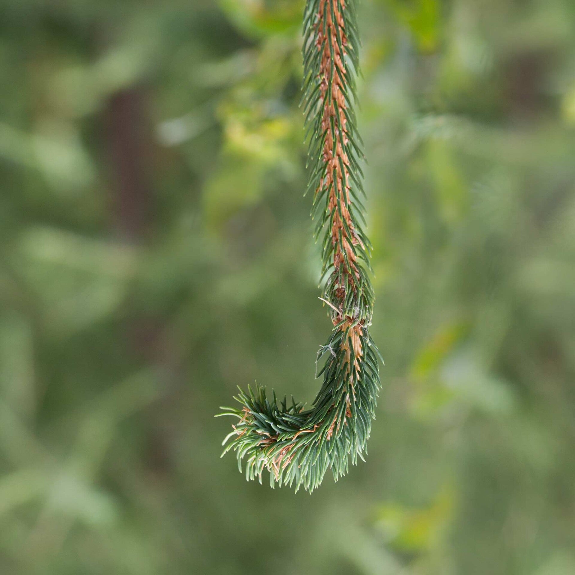 wir flattern auf heimische nachtfalter tagfalter raupen nahrungspflanzen österreich petra urbanek inge biller sabine gasparitz wirflatternauf bugs-team