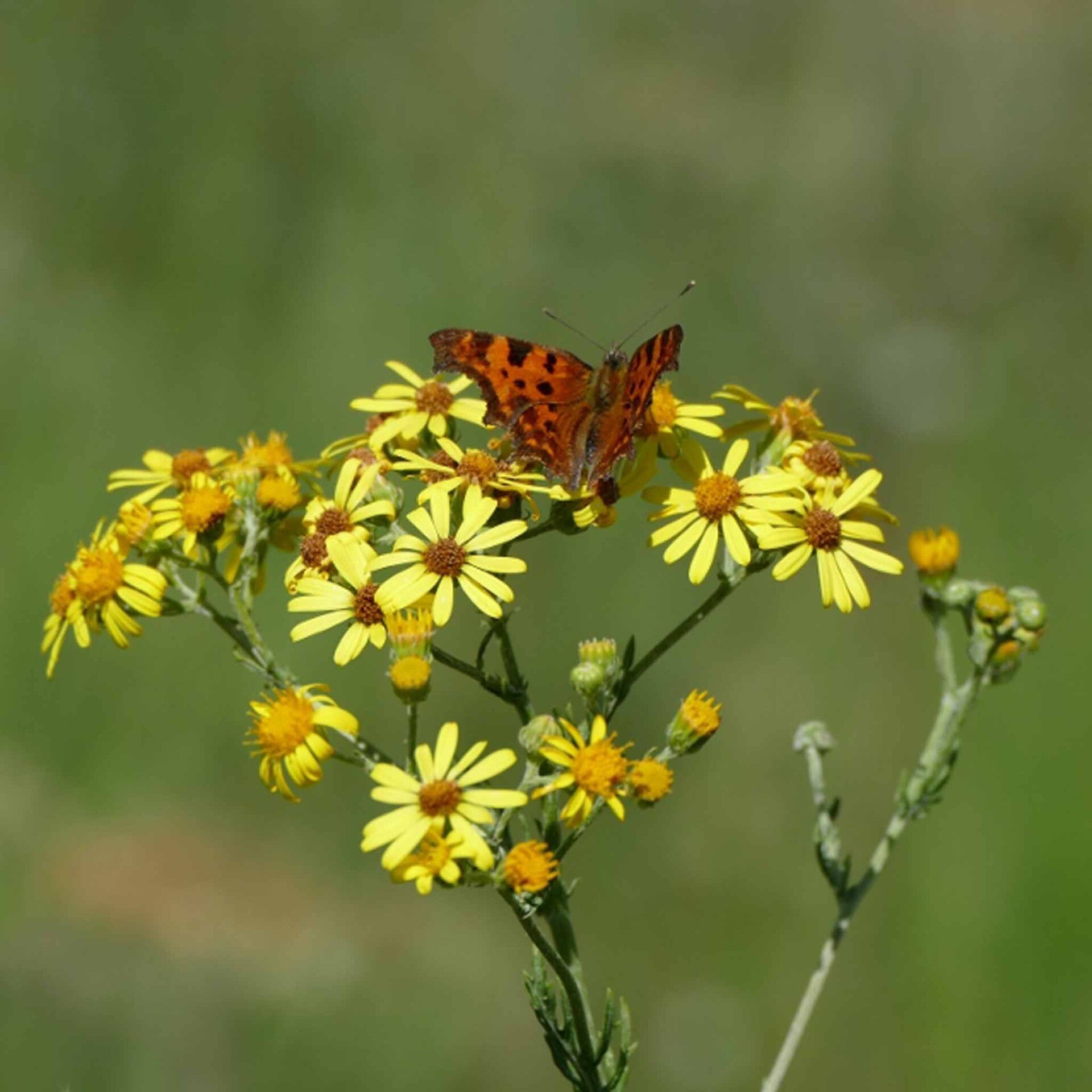wir flattern auf heimische nachtfalter tagfalter raupen nahrungspflanzen österreich petra urbanek inge biller sabine gasparitz wirflatternauf bugs-team