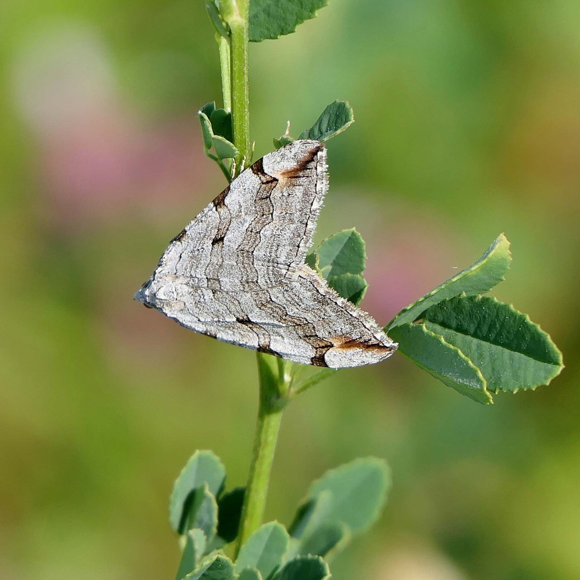 wir flattern auf heimische nachtfalter tagfalter raupen nahrungspflanzen österreich petra urbanek inge biller sabine gasparitz wirflatternauf bugs-team