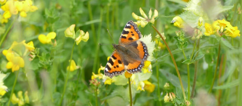 wir flattern auf heimische nachtfalter tagfalter raupen nahrungspflanzen österreich petra urbanek inge biller sabine gasparitz wirflatternauf bugs-team