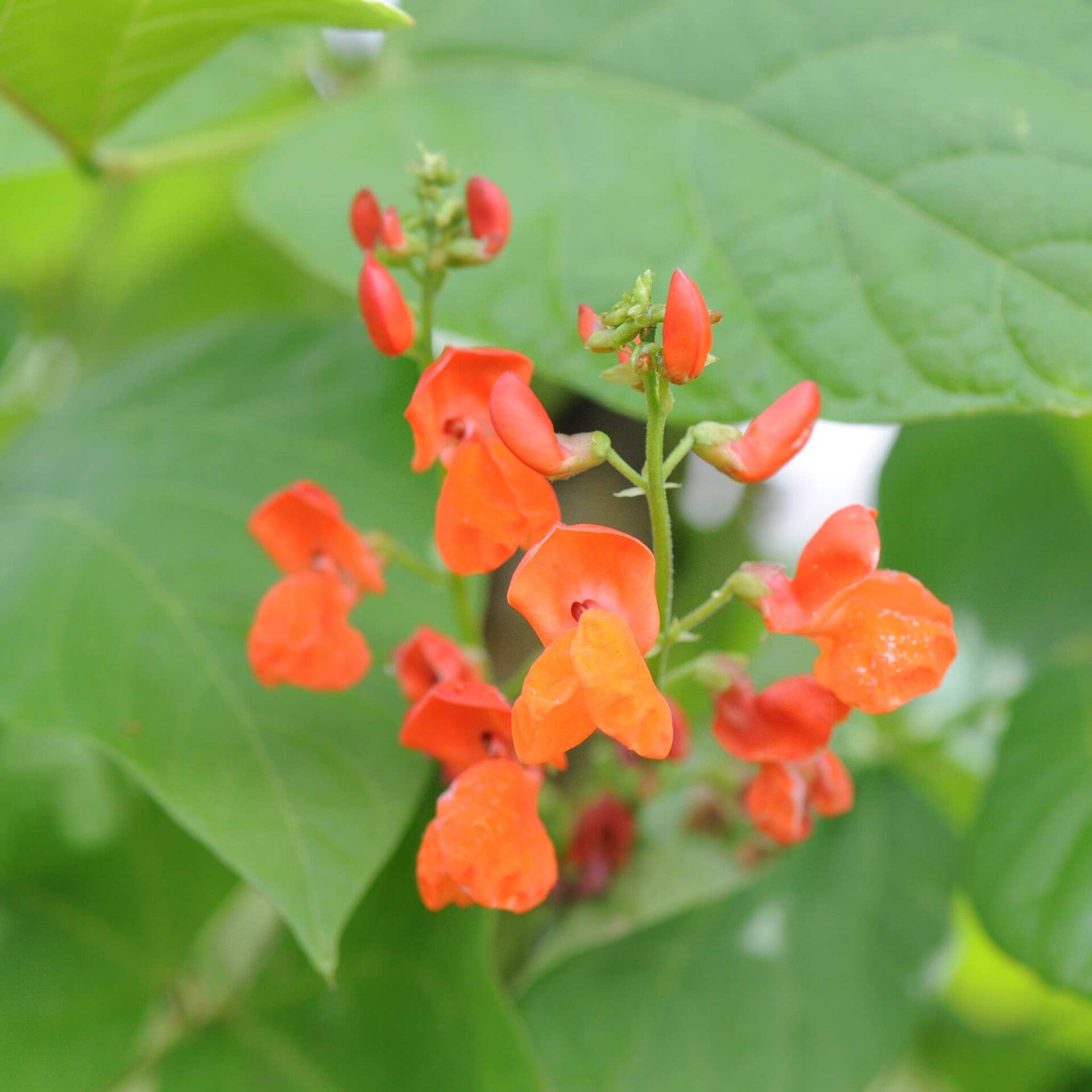 wir flattern auf heimische nachtfalter tagfalter raupen nahrungspflanzen österreich petra urbanek inge biller sabine gasparitz wirflatternauf bugs-team