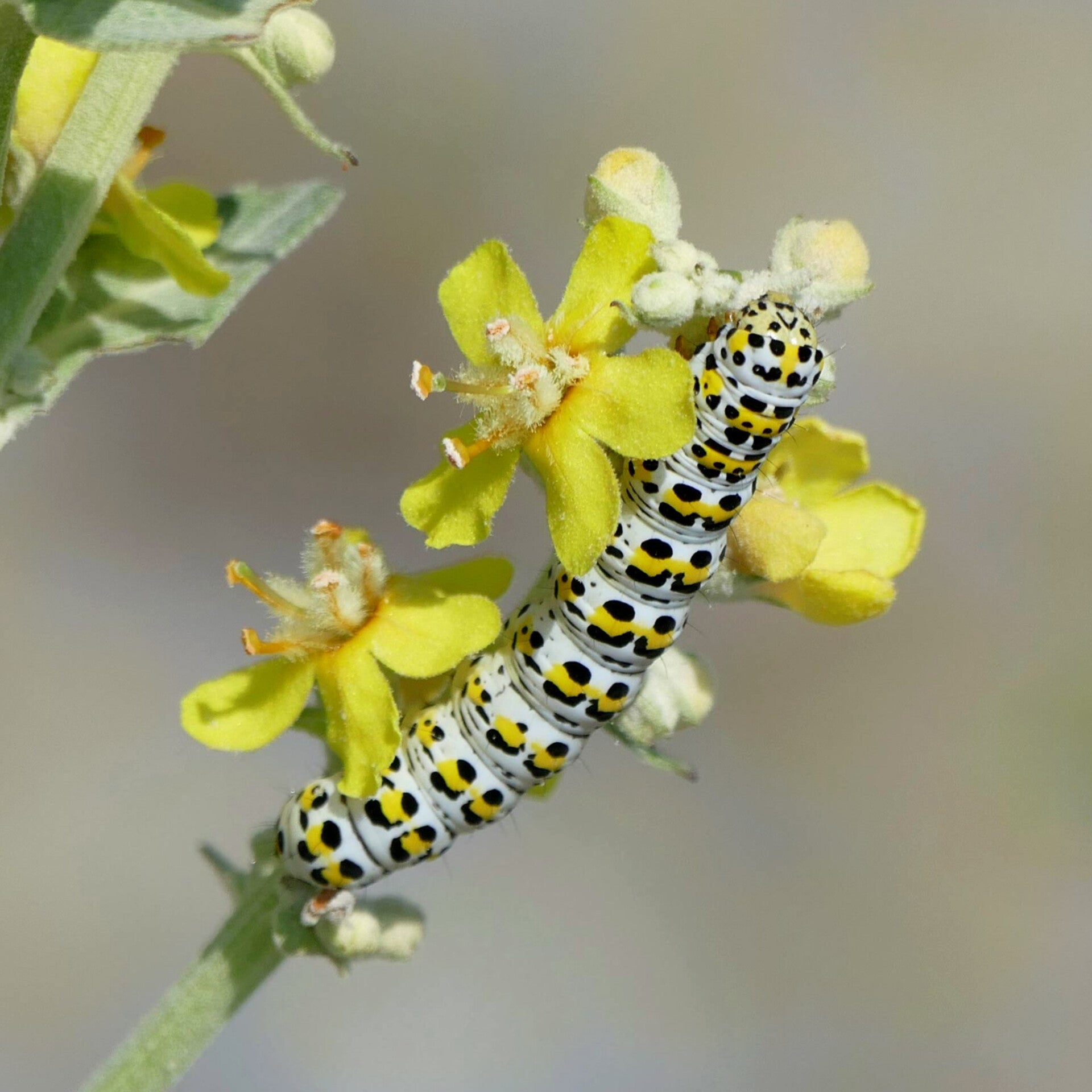 wir flattern auf heimische nachtfalter tagfalter raupen nahrungspflanzen österreich petra urbanek inge biller sabine gasparitz wirflatternauf bugs-team