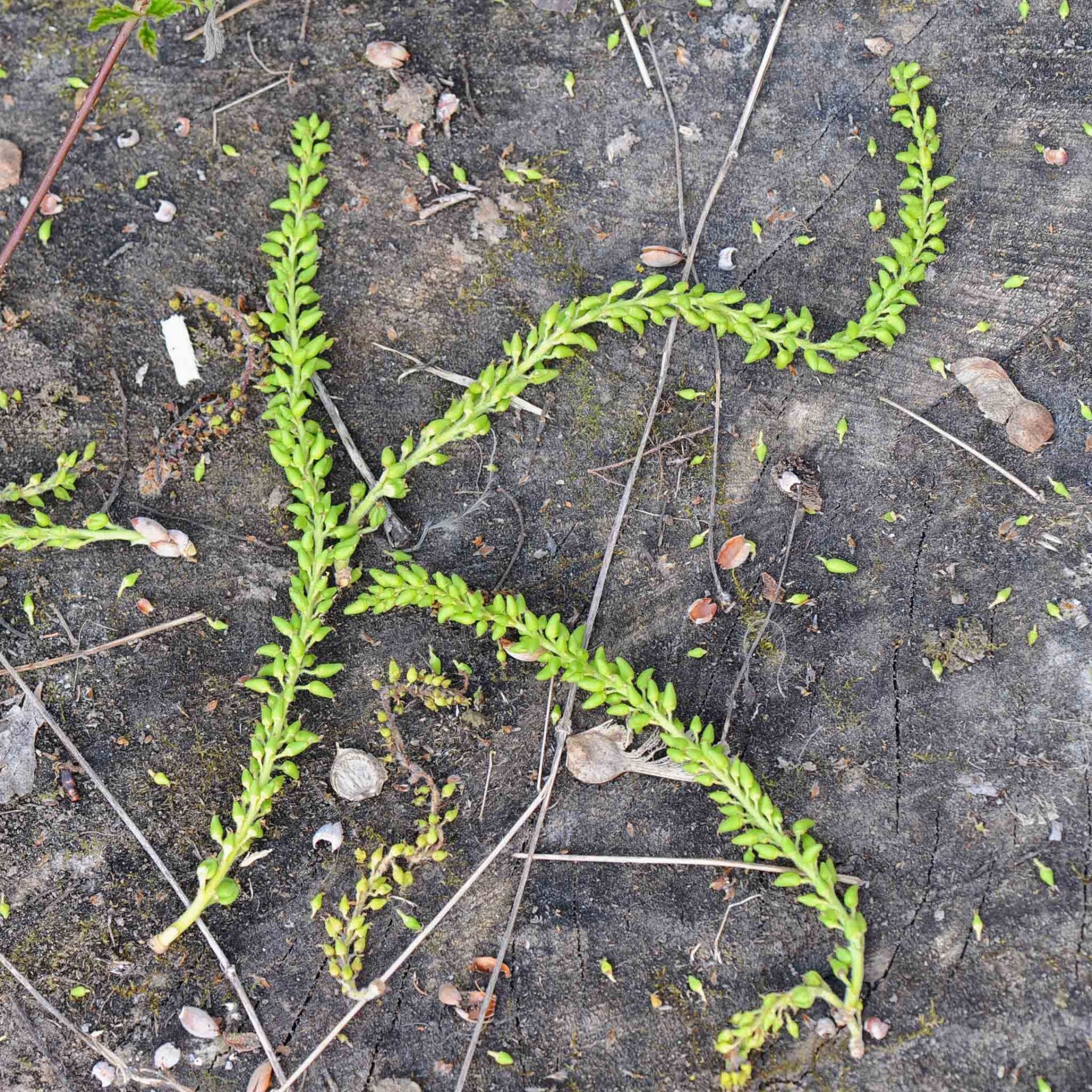wir flattern auf heimische nachtfalter tagfalter raupen nahrungspflanzen österreich petra urbanek inge biller sabine gasparitz wirflatternauf bugs-team