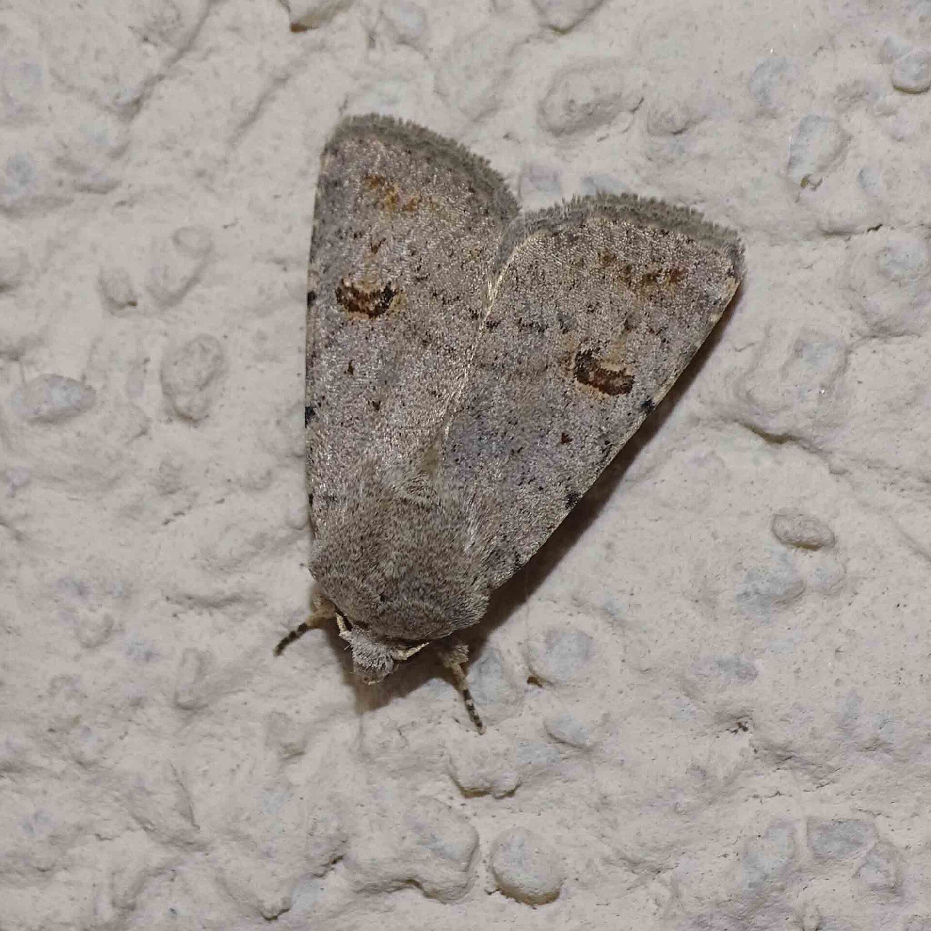 wir flattern auf heimische nachtfalter tagfalter raupen nahrungspflanzen österreich petra urbanek inge biller sabine gasparitz wirflatternauf bugs-team