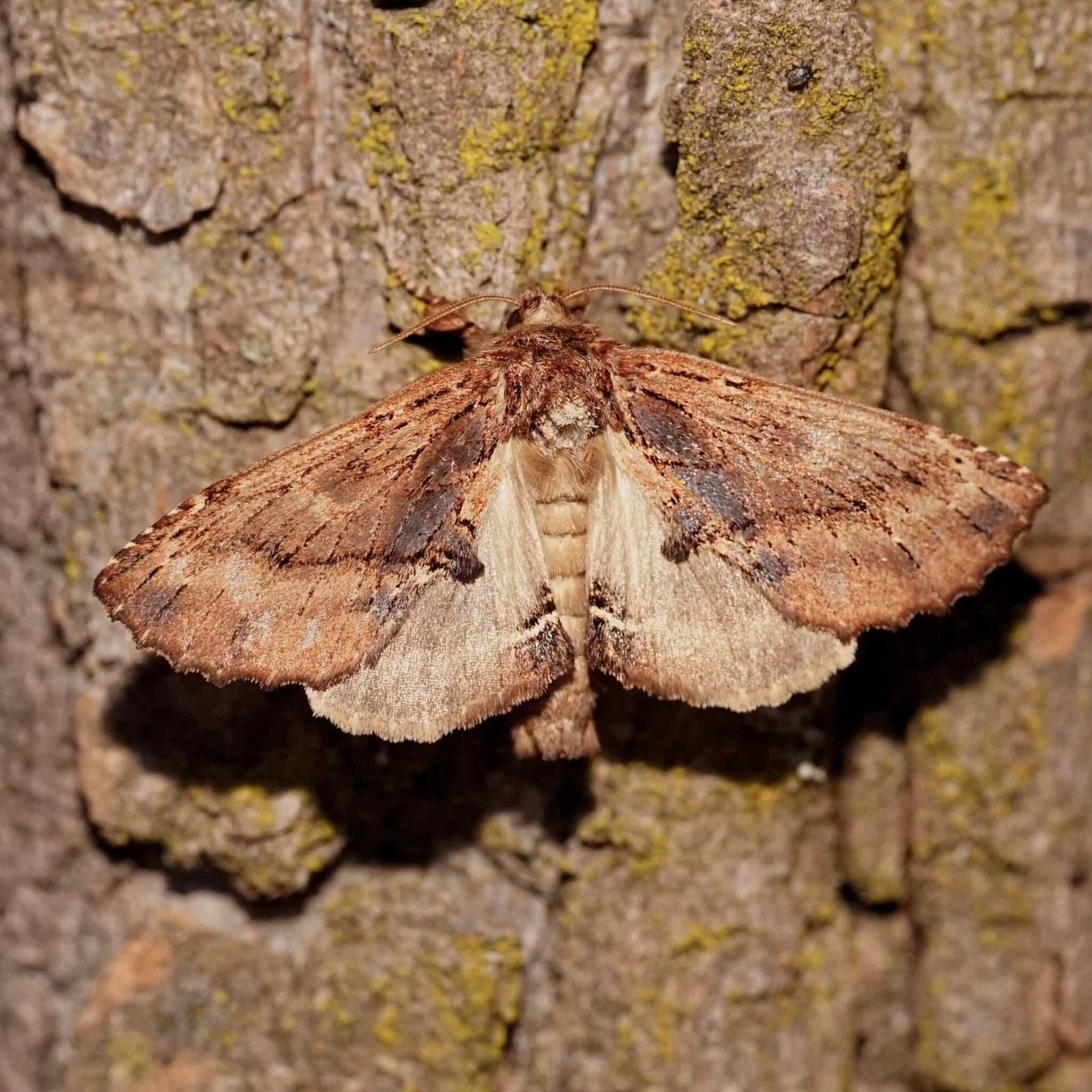 Kamel-Zahnspinner Ptilodon capucina wir flattern auf heimische nachtfalter tagfalter raupen nahrungspflanzen österreich petra urbanek inge biller sabine gasparitz wirflatternauf bugs-team