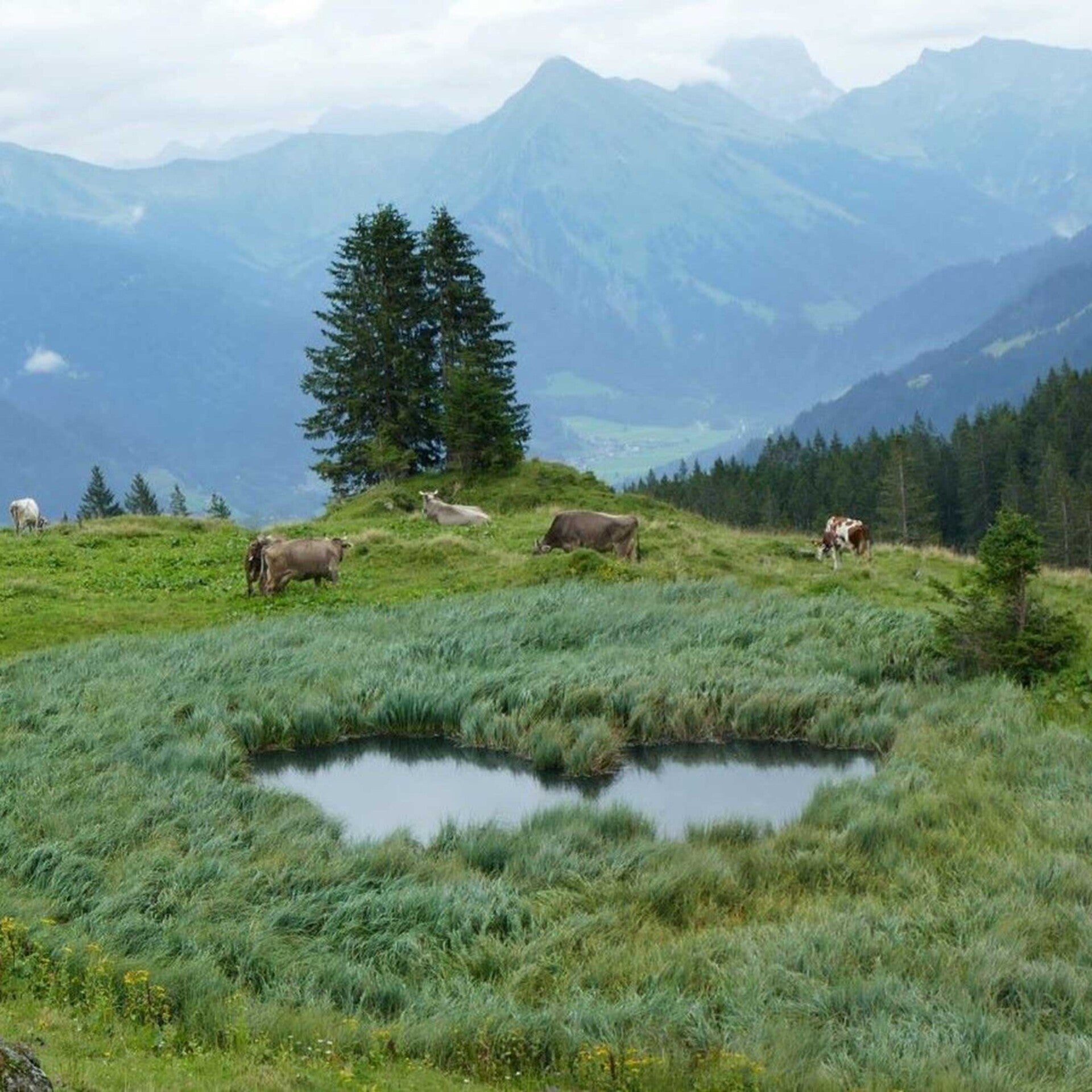 wir flattern auf heimische nachtfalter tagfalter raupen nahrungspflanzen österreich petra urbanek inge biller sabine gasparitz wirflatternauf bugs-team