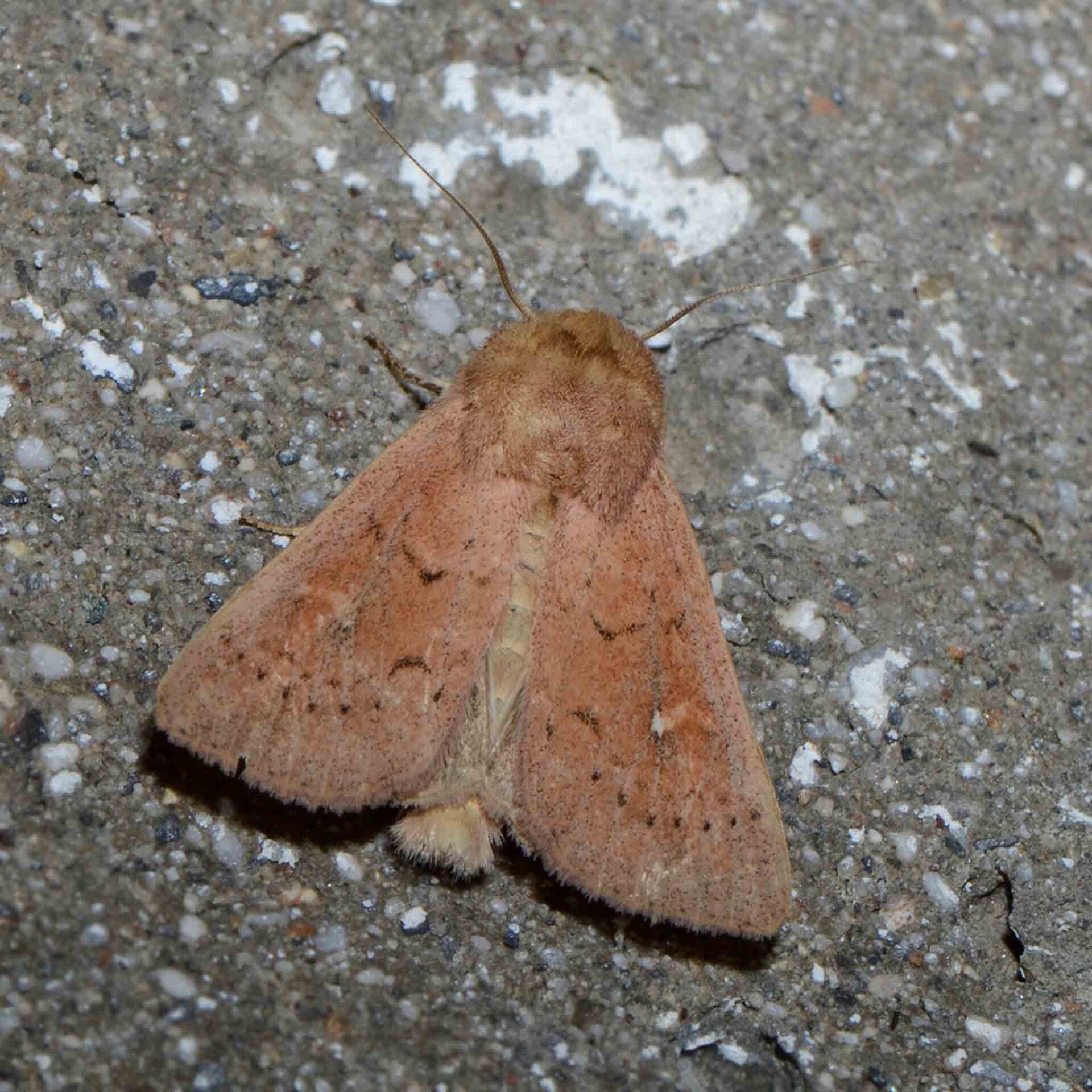 wir flattern auf heimische nachtfalter tagfalter raupen nahrungspflanzen österreich petra urbanek inge biller sabine gasparitz wirflatternauf bugs-team