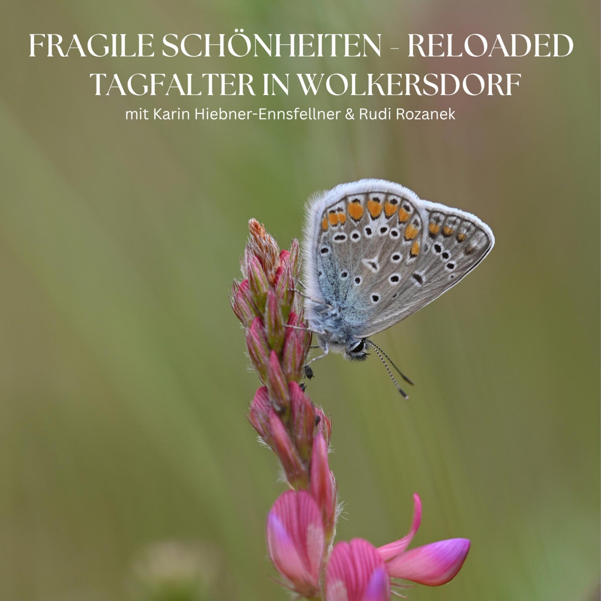 wir flattern auf heimische nachtfalter tagfalter raupen nahrungspflanzen österreich petra urbanek inge biller sabine gasparitz wirflatternauf bugs-team