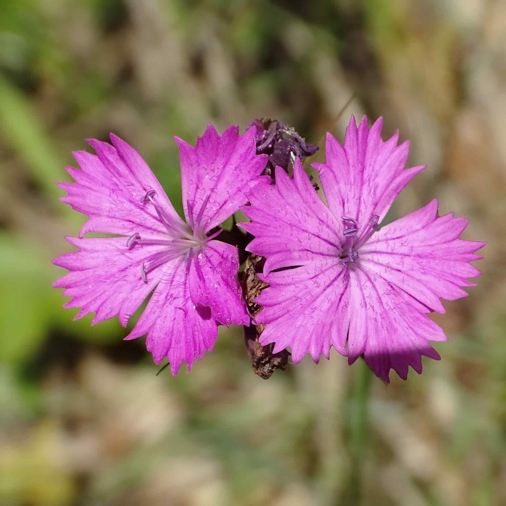 wir flattern auf heimische nachtfalter tagfalter raupen nahrungspflanzen österreich petra urbanek inge biller sabine gasparitz wirflatternauf bugs-team