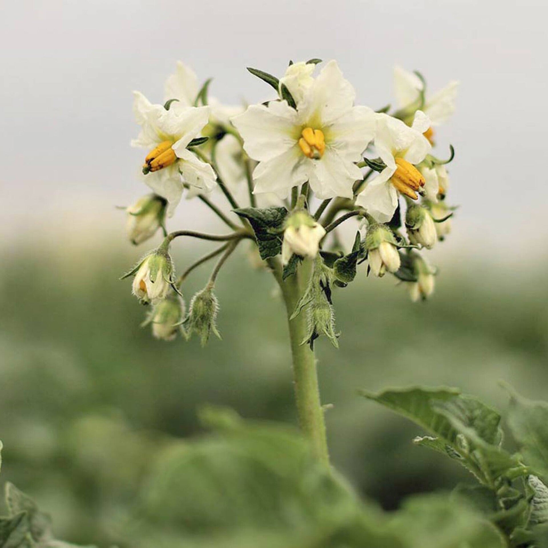wir flattern auf heimische nachtfalter tagfalter raupen nahrungspflanzen österreich petra urbanek inge biller sabine gasparitz wirflatternauf bugs-team