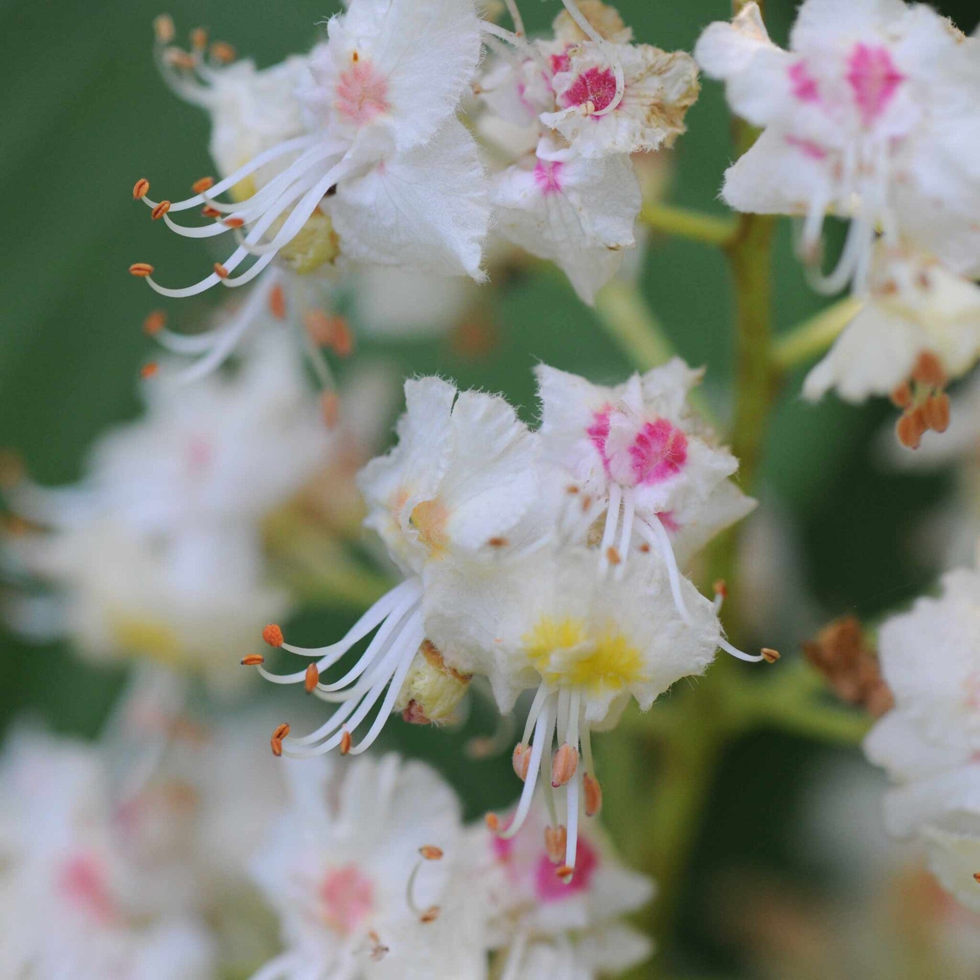 wir flattern auf heimische nachtfalter tagfalter raupen nahrungspflanzen österreich petra urbanek inge biller sabine gasparitz wirflatternauf bugs-team