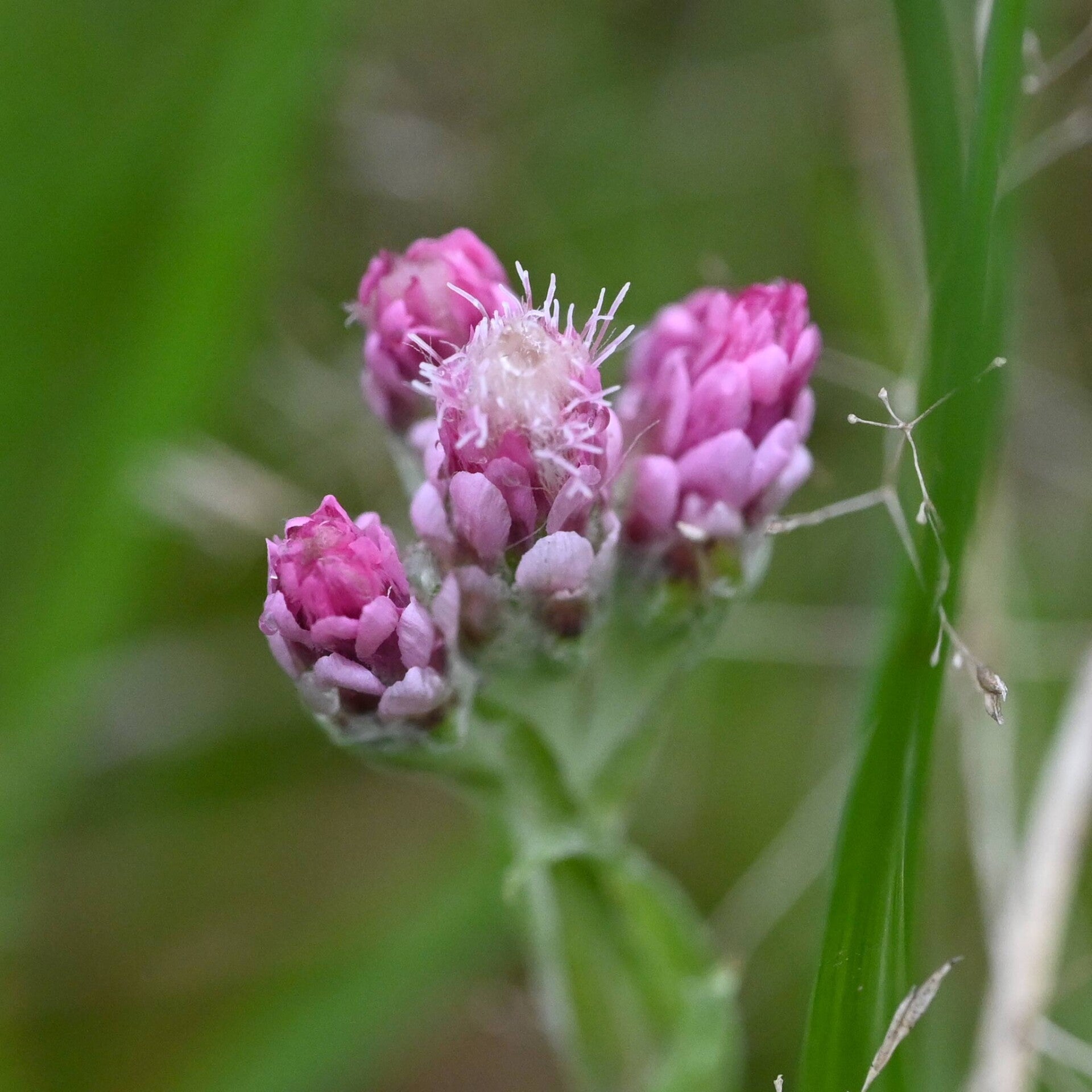 wir flattern auf heimische nachtfalter tagfalter raupen nahrungspflanzen österreich petra urbanek inge biller sabine gasparitz wirflatternauf bugs-team
