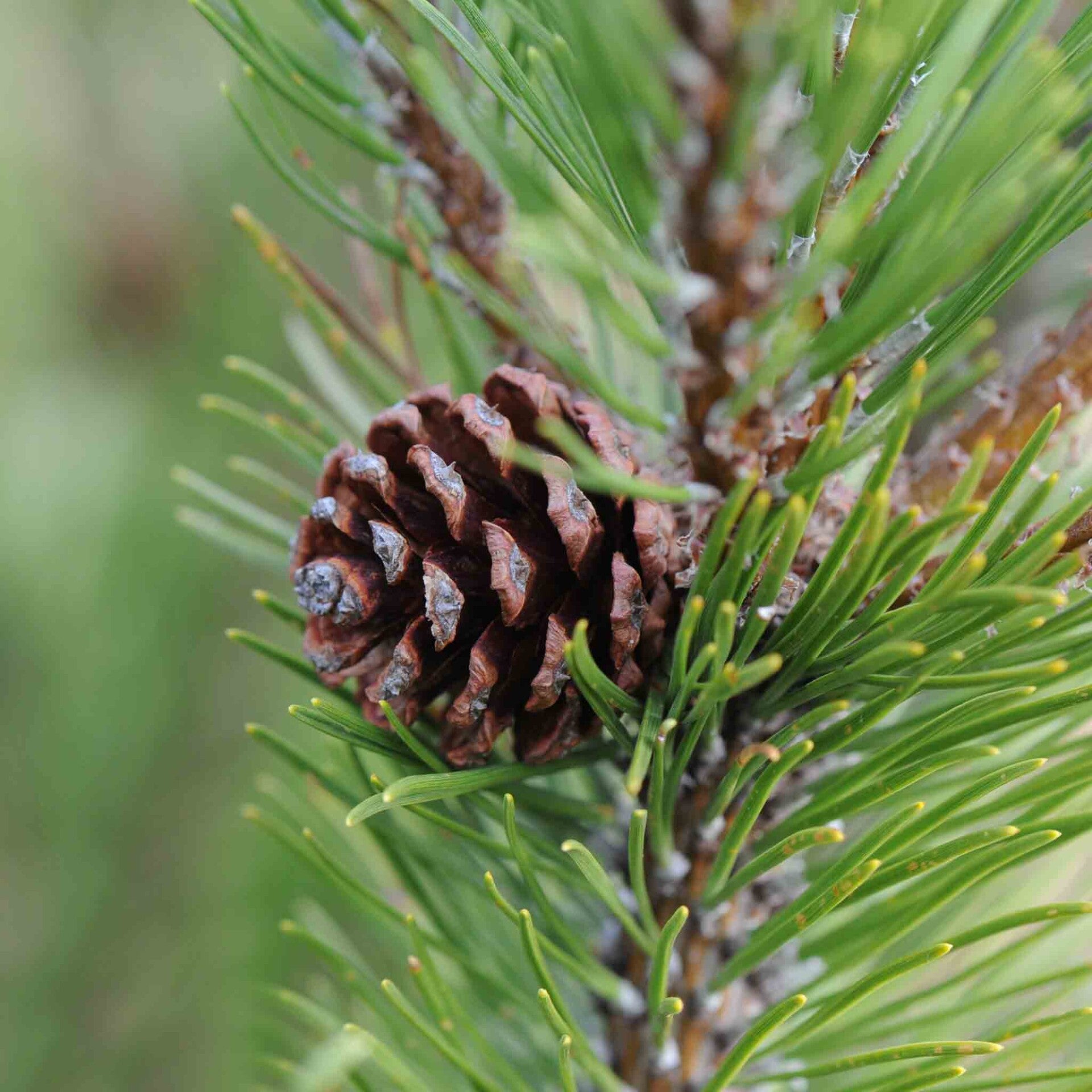 wir flattern auf heimische nachtfalter tagfalter raupen nahrungspflanzen österreich petra urbanek inge biller sabine gasparitz wirflatternauf bugs-team