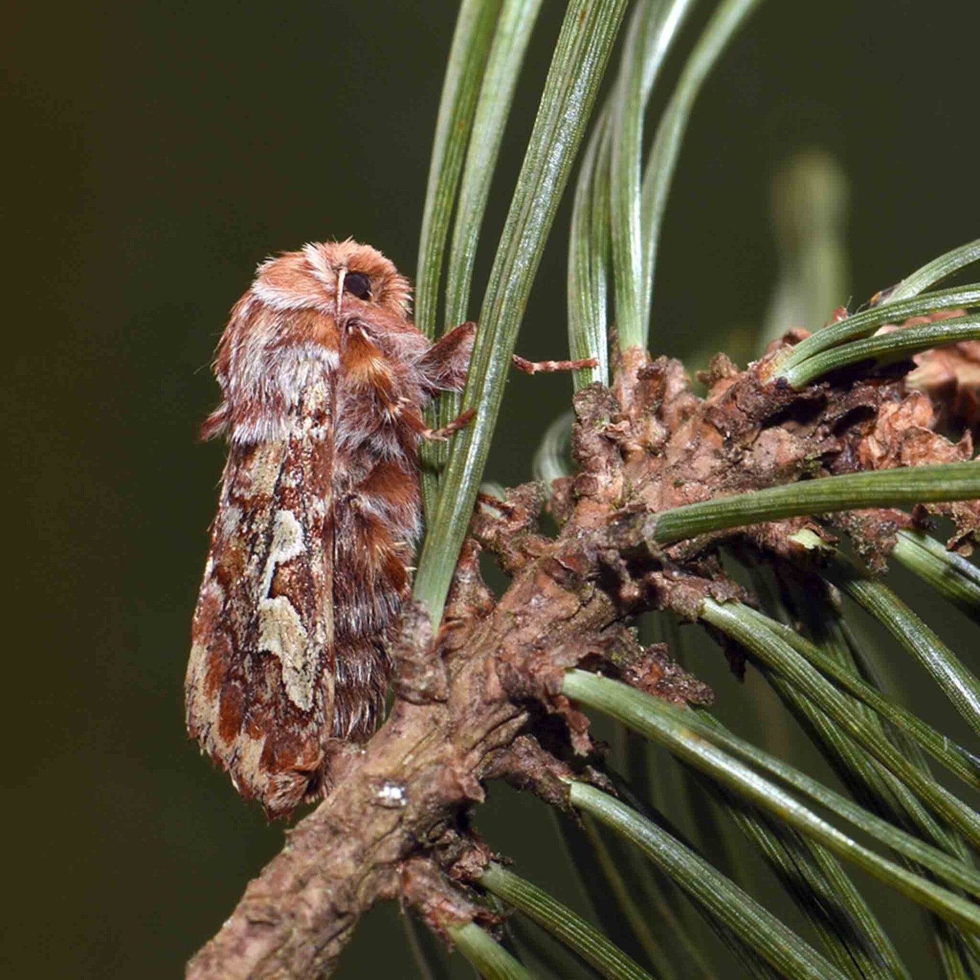 wir flattern auf heimische nachtfalter tagfalter raupen nahrungspflanzen österreich petra urbanek inge biller sabine gasparitz wirflatternauf bugs-team