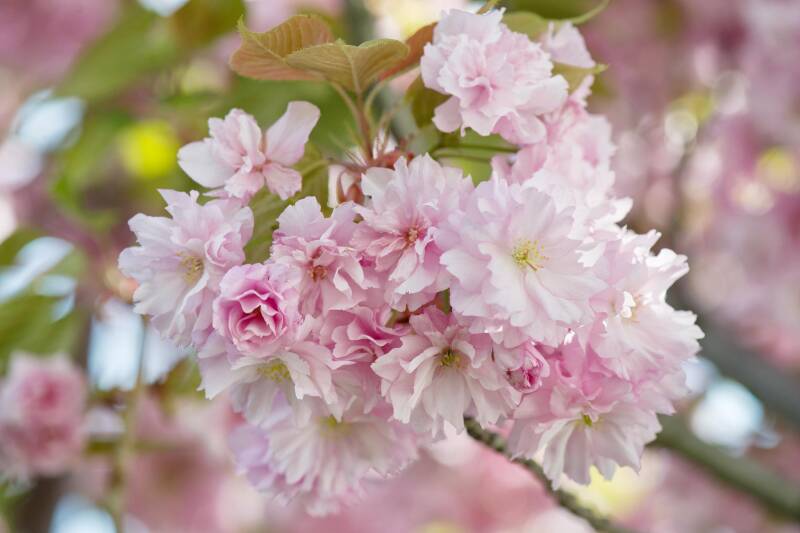 Kirschblüte / Hirschstetten