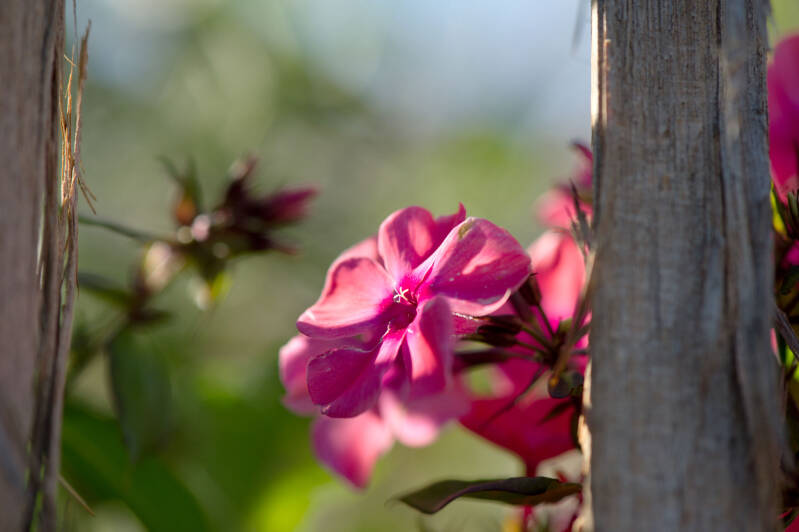 Phlox / Kittenberg