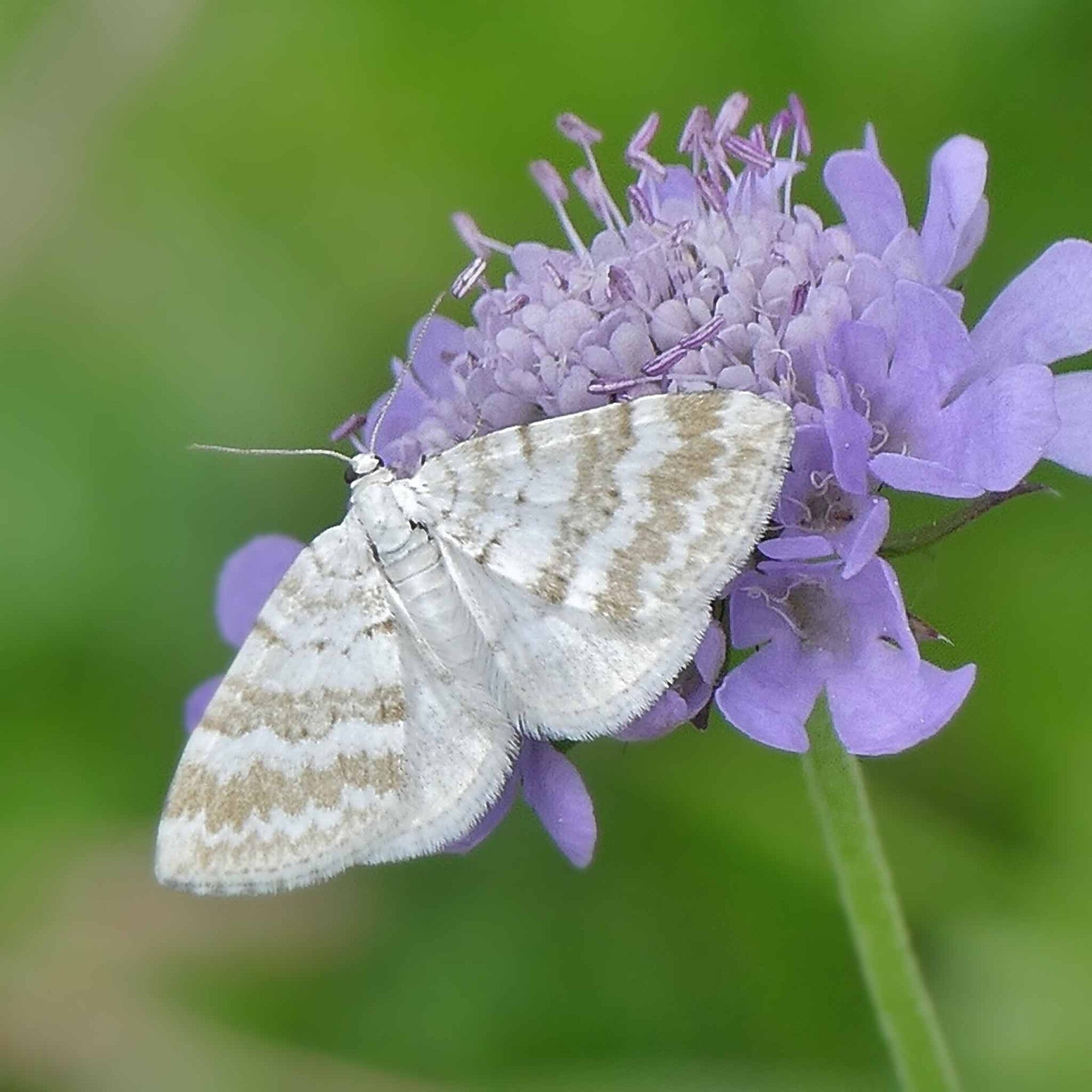 wir flattern auf heimische nachtfalter tagfalter raupen nahrungspflanzen österreich petra urbanek inge biller sabine gasparitz wirflatternauf bugs-team