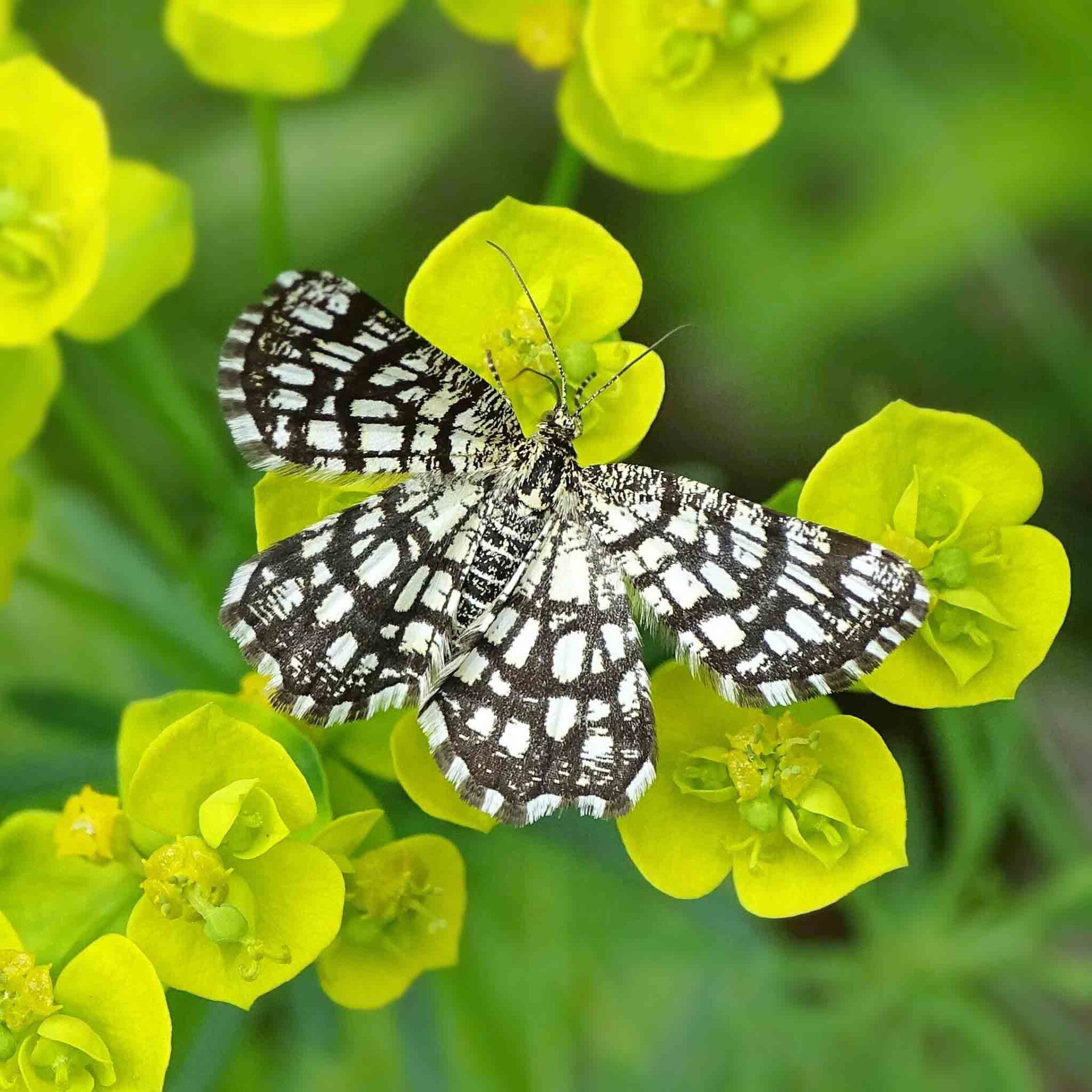 wir flattern auf heimische nachtfalter tagfalter raupen nahrungspflanzen österreich petra urbanek inge biller sabine gasparitz wirflatternauf bugs-team