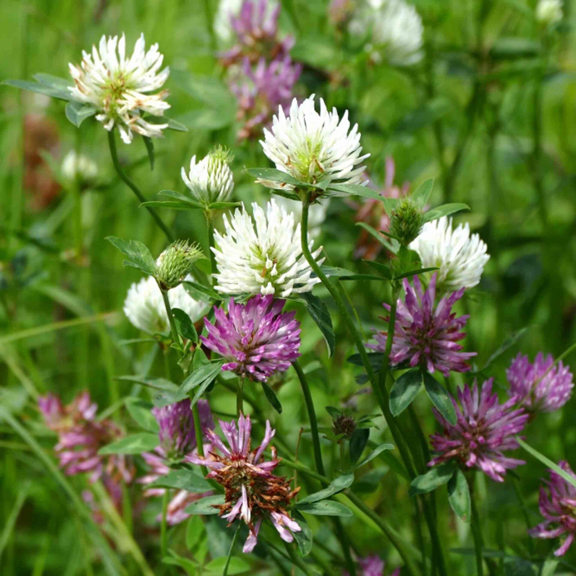 wir flattern auf heimische nachtfalter tagfalter raupen nahrungspflanzen österreich petra urbanek inge biller sabine gasparitz wirflatternauf bugs-team
