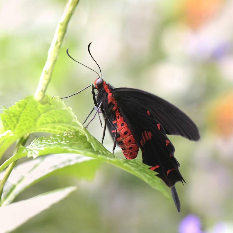 Kleine Fledermaus / Nordsee