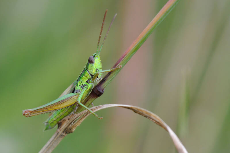 Kleine Goldschrecke / Perchtoldsdorfer Heide