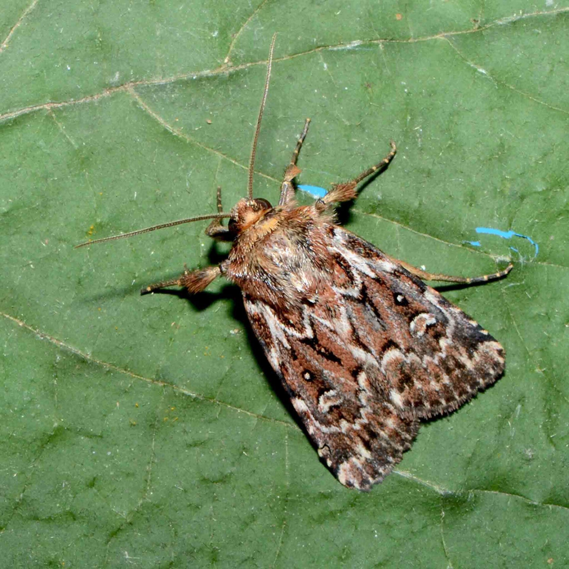 wir flattern auf heimische nachtfalter tagfalter raupen nahrungspflanzen österreich petra urbanek inge biller sabine gasparitz wirflatternauf bugs-team