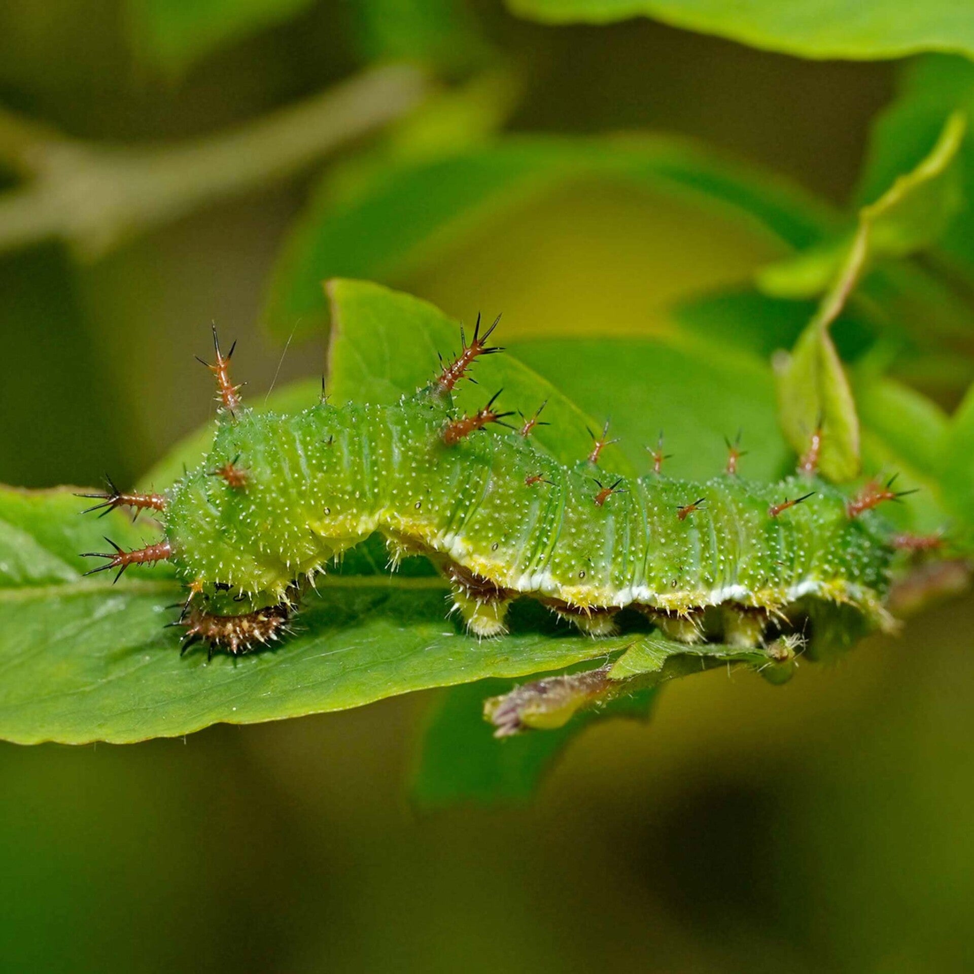 wir flattern auf heimische nachtfalter tagfalter raupen nahrungspflanzen österreich petra urbanek inge biller sabine gasparitz wirflatternauf bugs-team