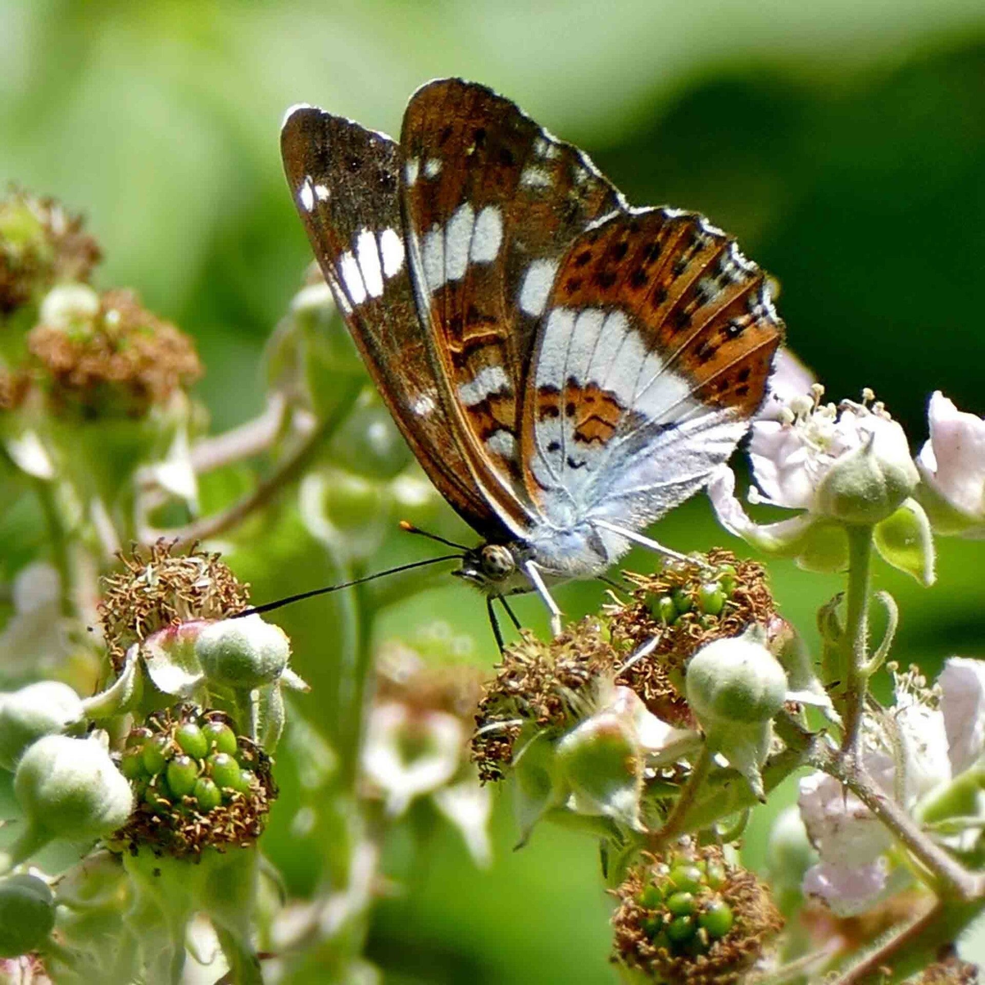wir flattern auf heimische nachtfalter tagfalter raupen nahrungspflanzen österreich petra urbanek inge biller sabine gasparitz wirflatternauf bugs-team