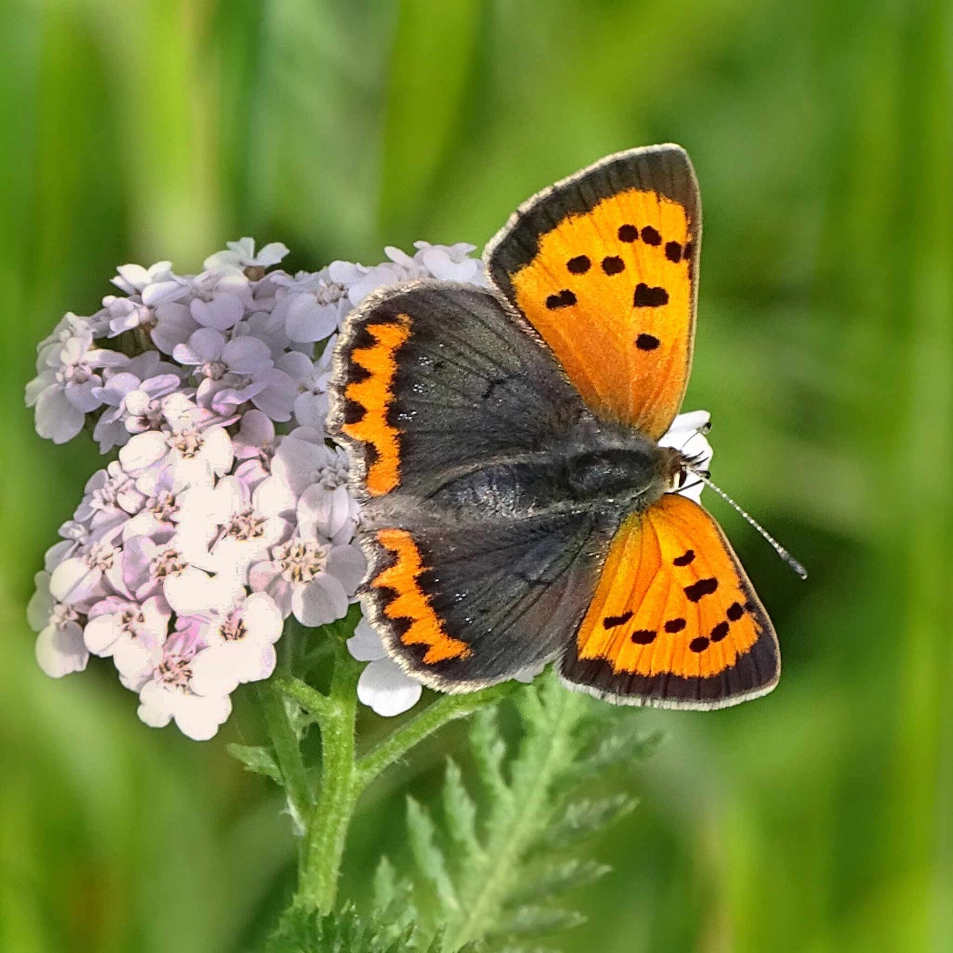 Kleiner Feuerfalter Lycaena phlaeas  wir flattern auf heimische nachtfalter tagfalter raupen nahrungspflanzen österreich petra urbanek inge biller sabine gasparitz wirflatternauf bugs-team