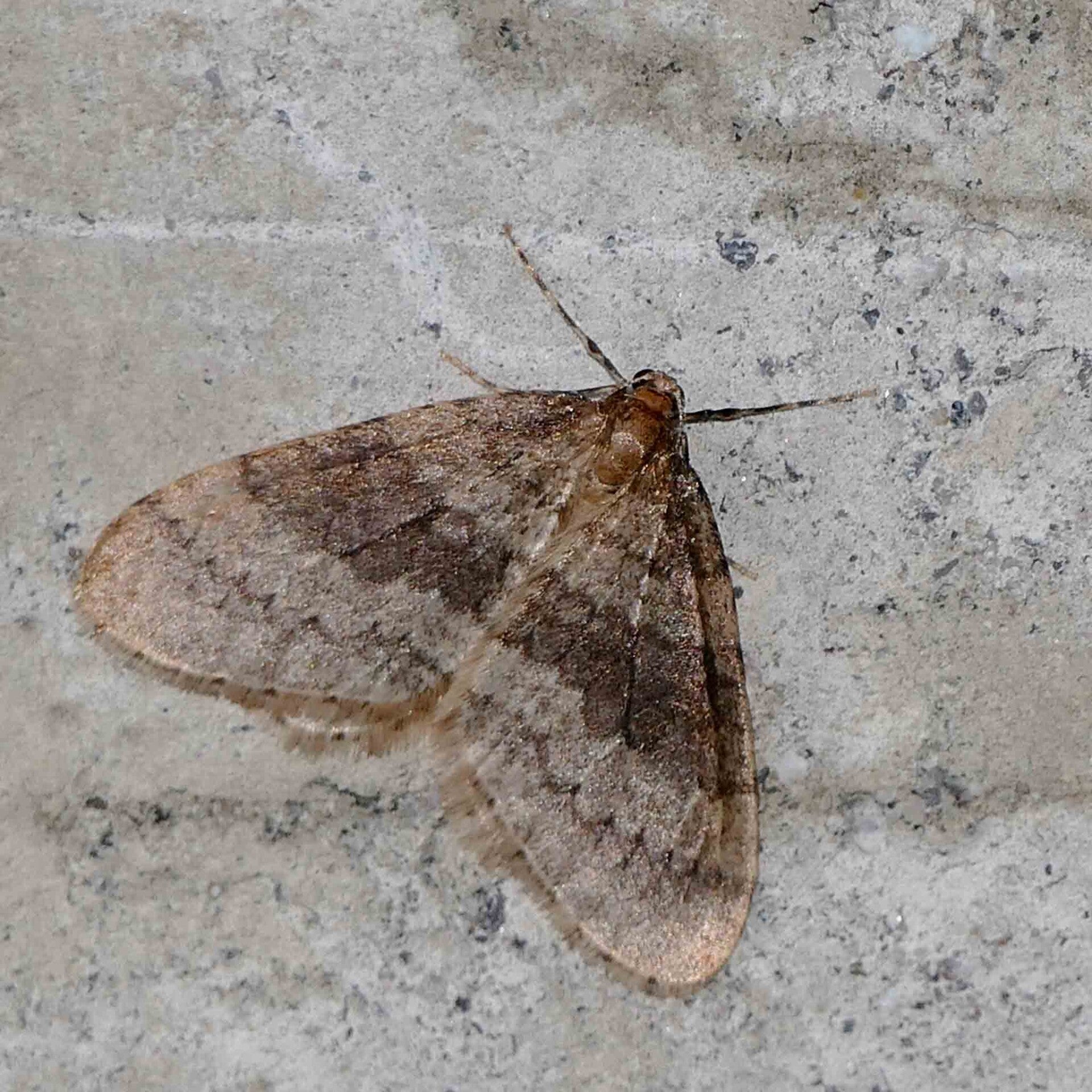 wir flattern auf heimische nachtfalter tagfalter raupen nahrungspflanzen österreich petra urbanek inge biller sabine gasparitz wirflatternauf bugs-team