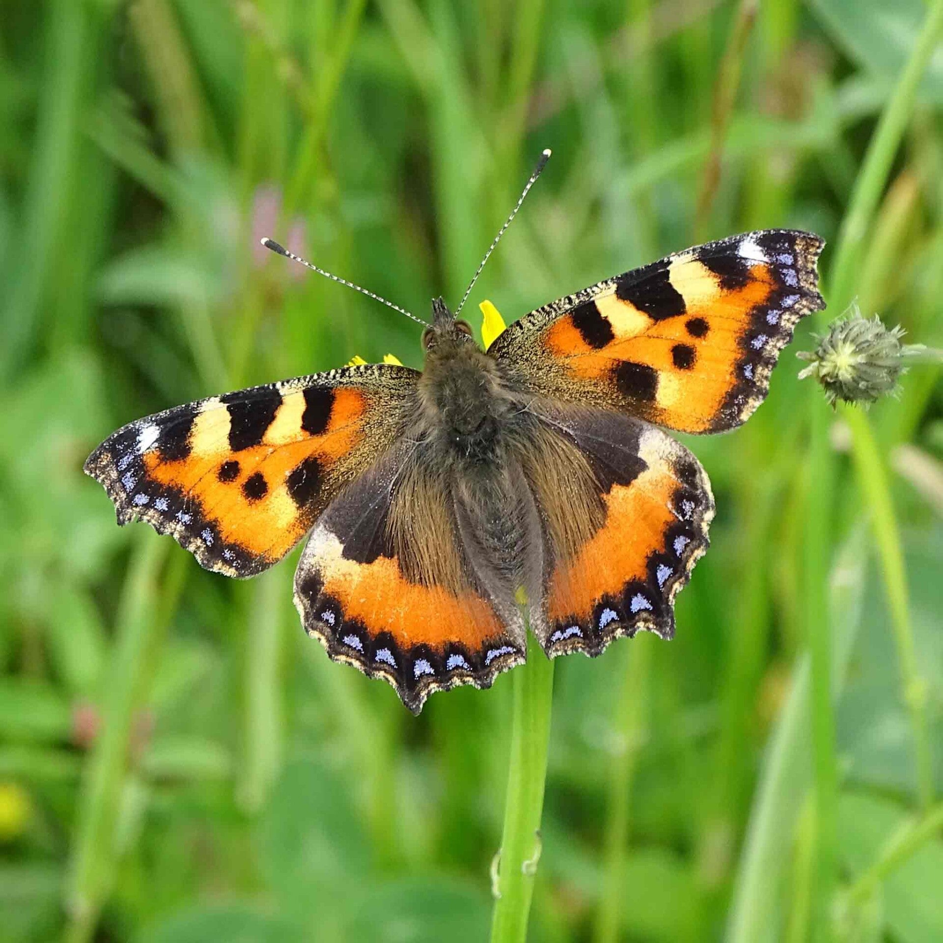 wir flattern auf heimische nachtfalter tagfalter raupen nahrungspflanzen österreich petra urbanek inge biller sabine gasparitz wirflatternauf bugs-team