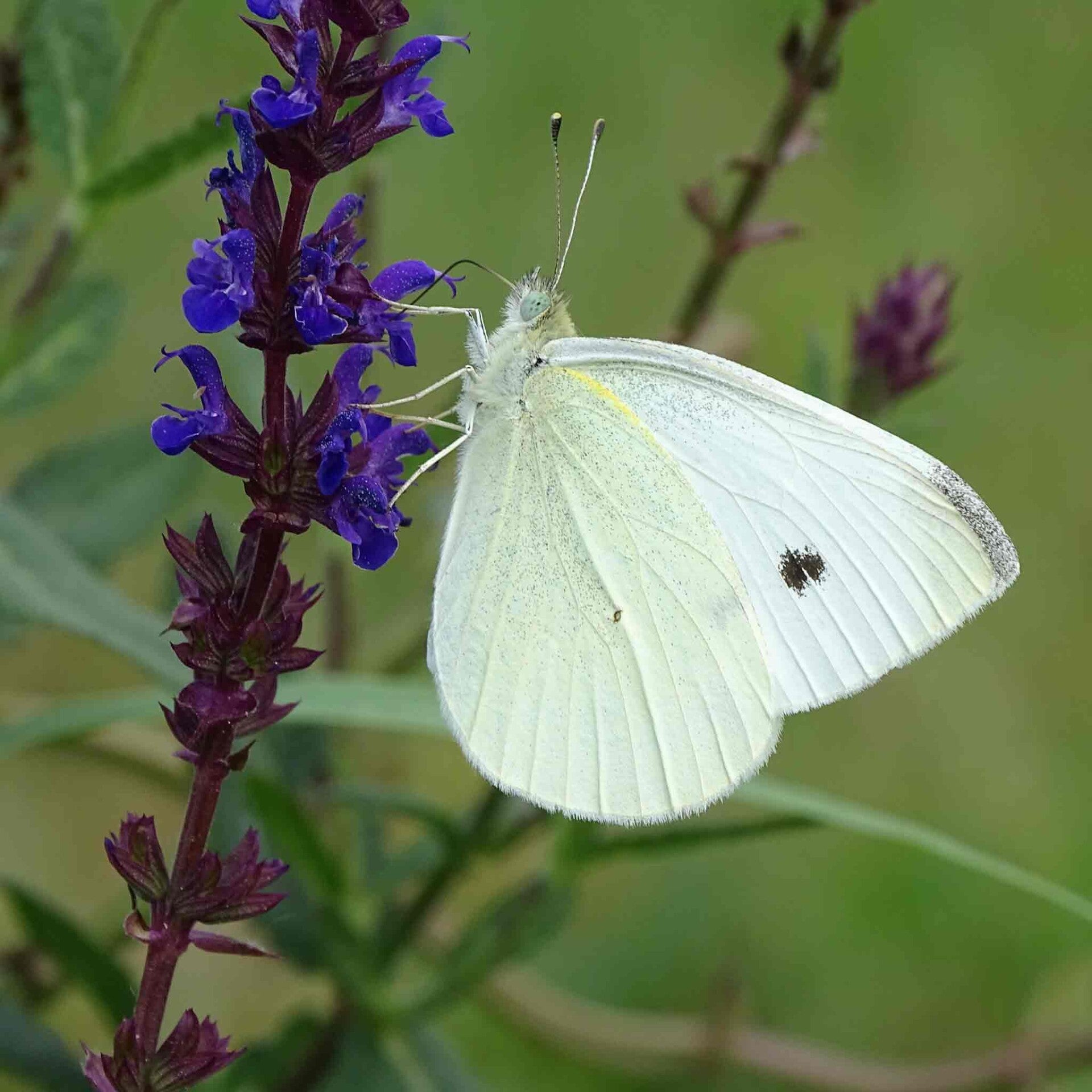 wir flattern auf heimische nachtfalter tagfalter raupen nahrungspflanzen österreich petra urbanek inge biller sabine gasparitz wirflatternauf bugs-team