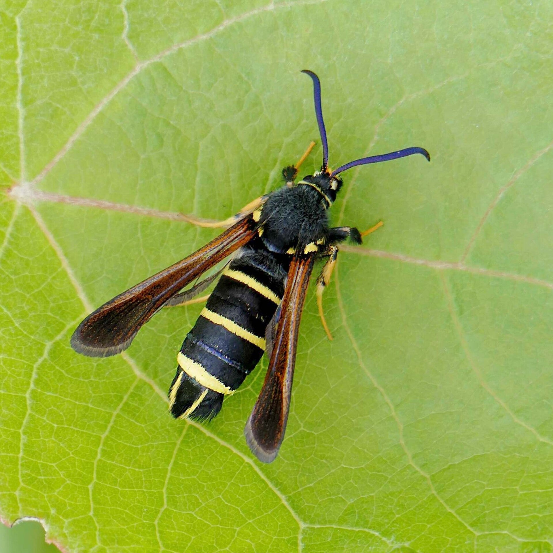wir flattern auf heimische nachtfalter tagfalter raupen nahrungspflanzen österreich petra urbanek inge biller sabine gasparitz wirflatternauf bugs-team